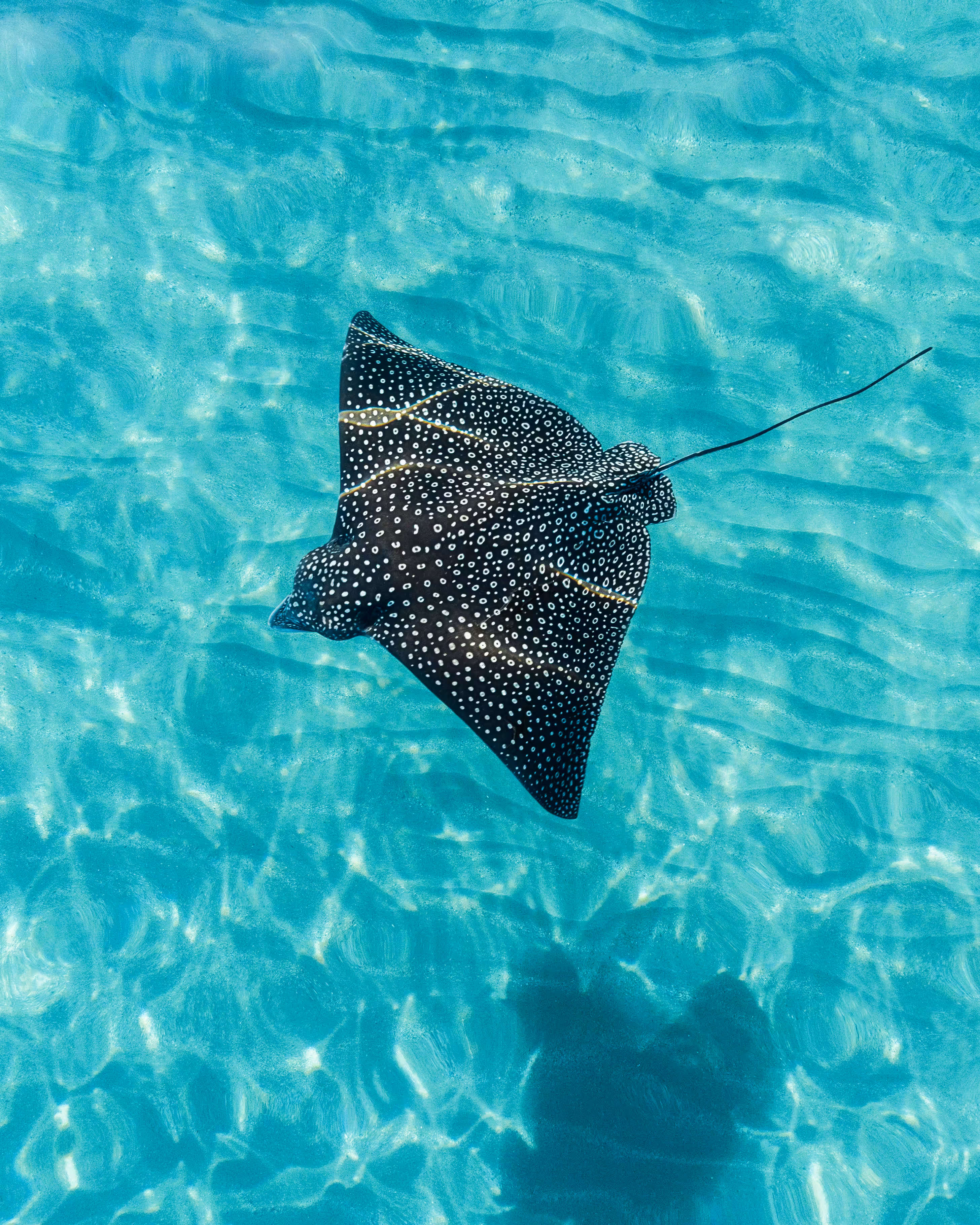 Tropicool #4