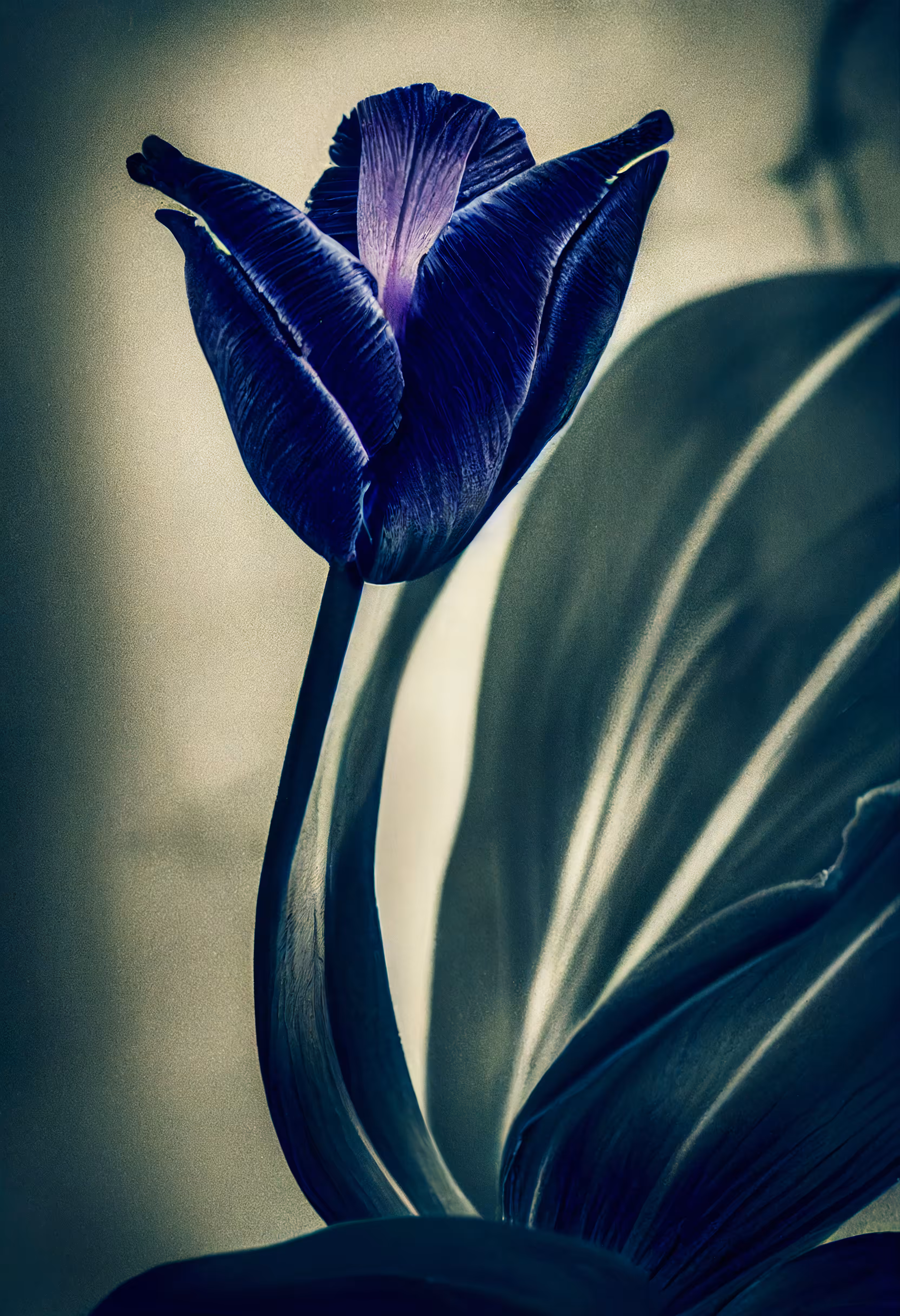 A Flower, Just For You. #201