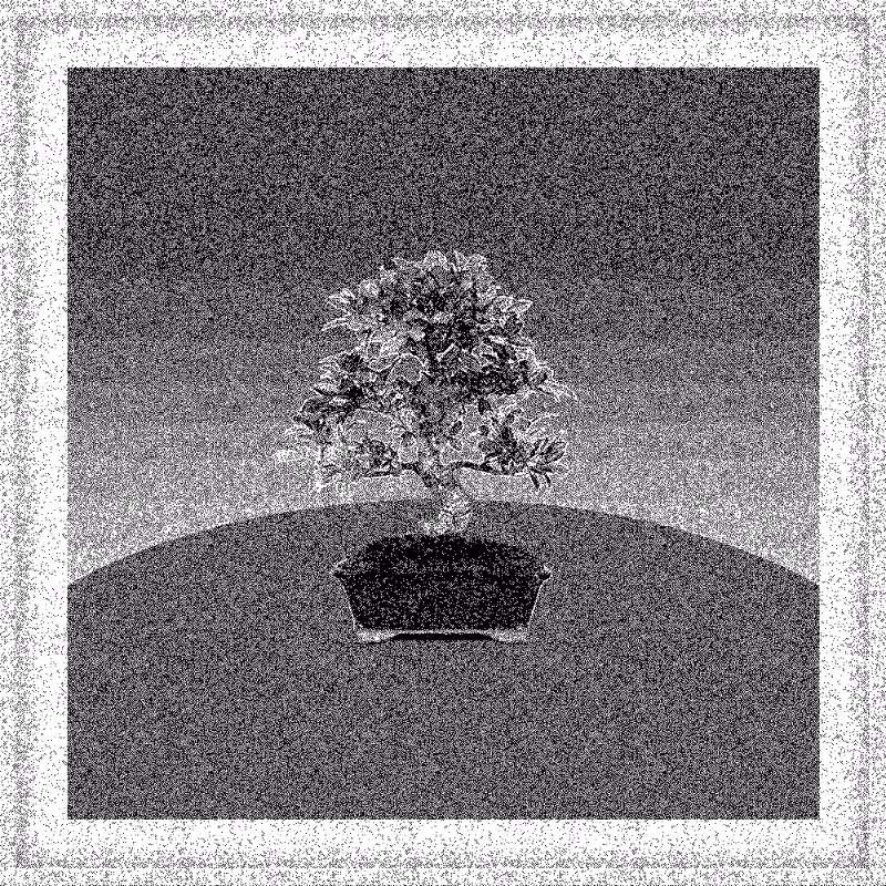 Bonsai Bonanza #144