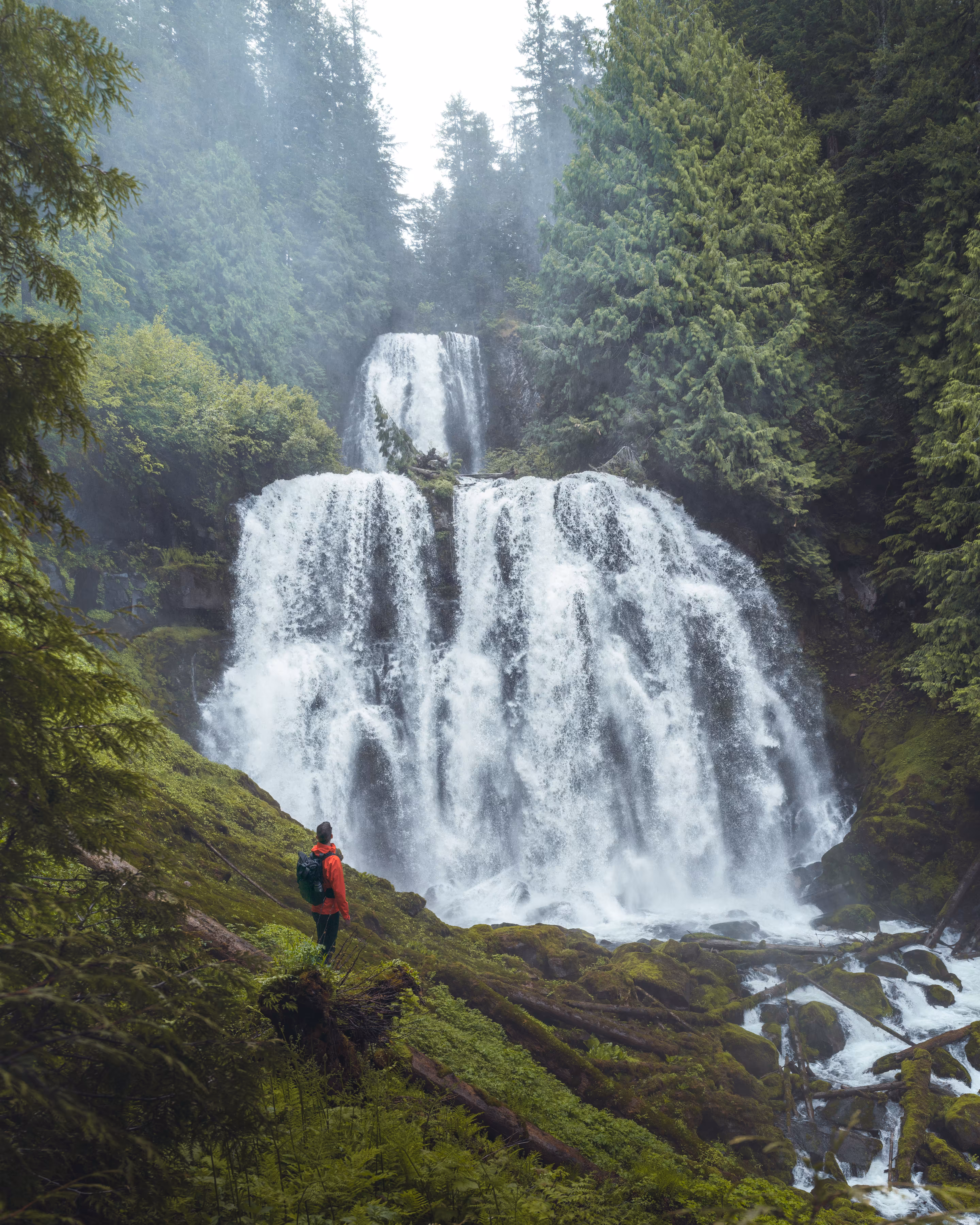 #9 - Wonders of the Forest