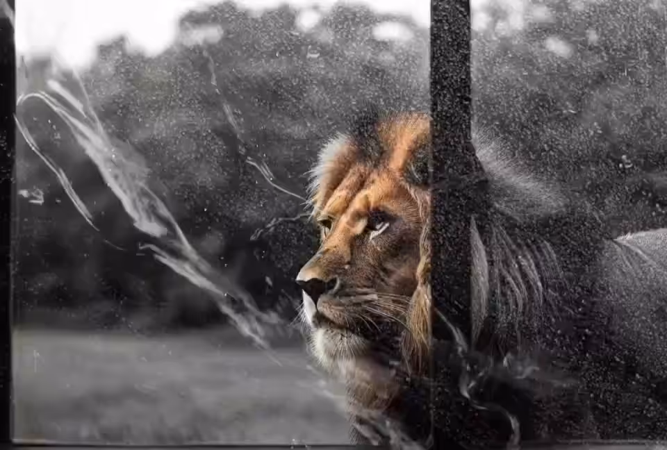 Windows./lion&rain