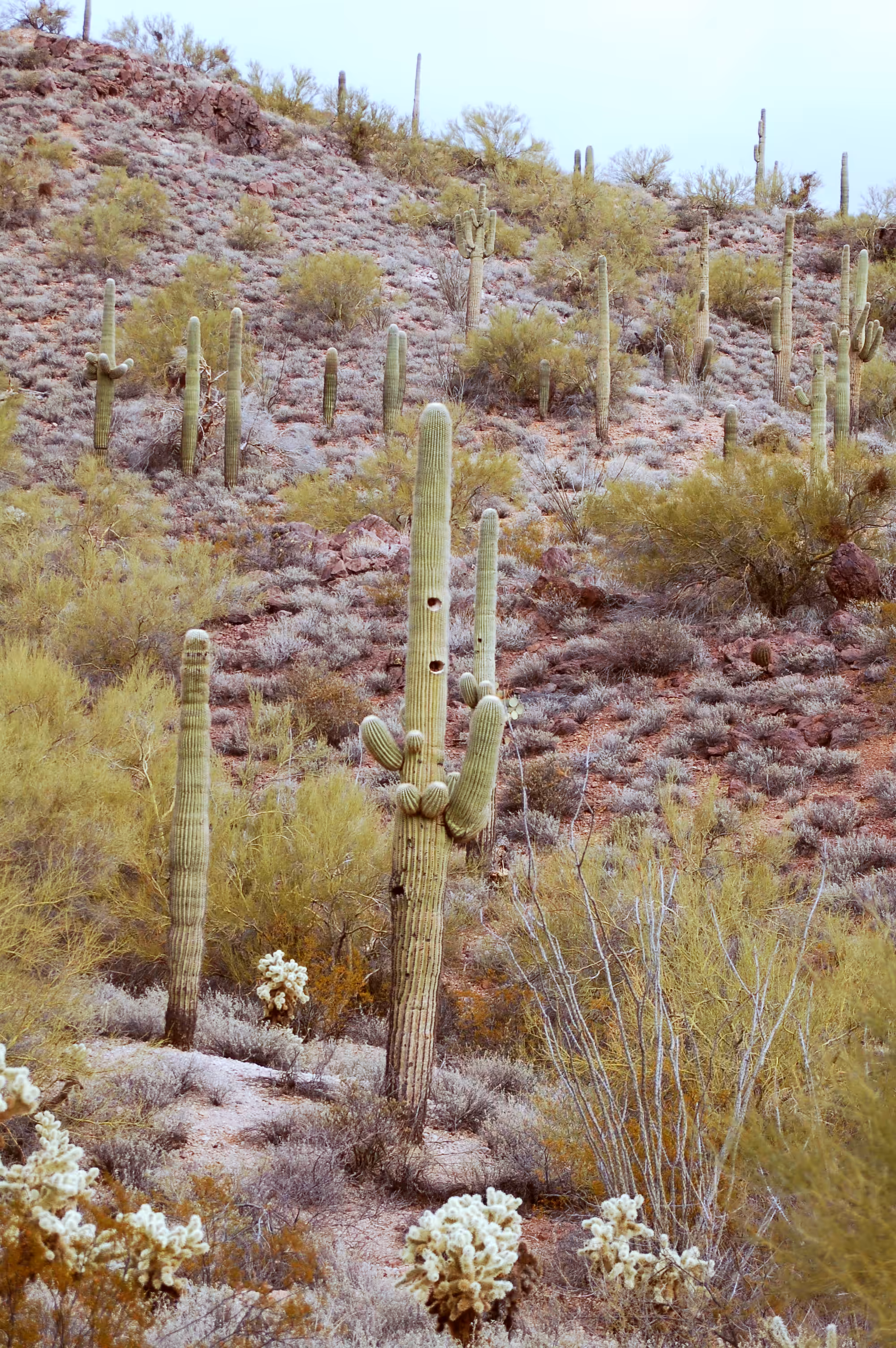 Cacti Portrait #10
