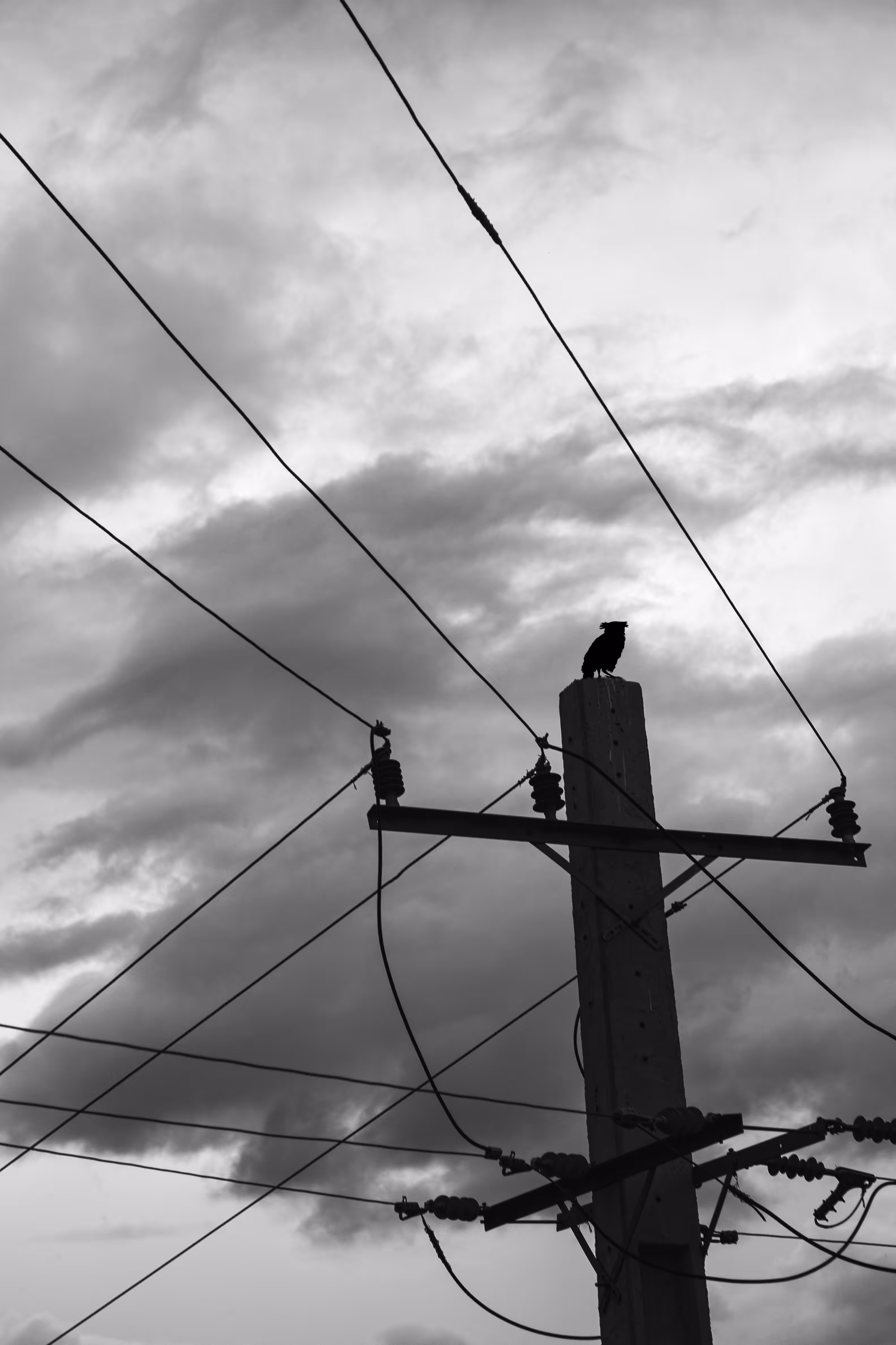 Black owl