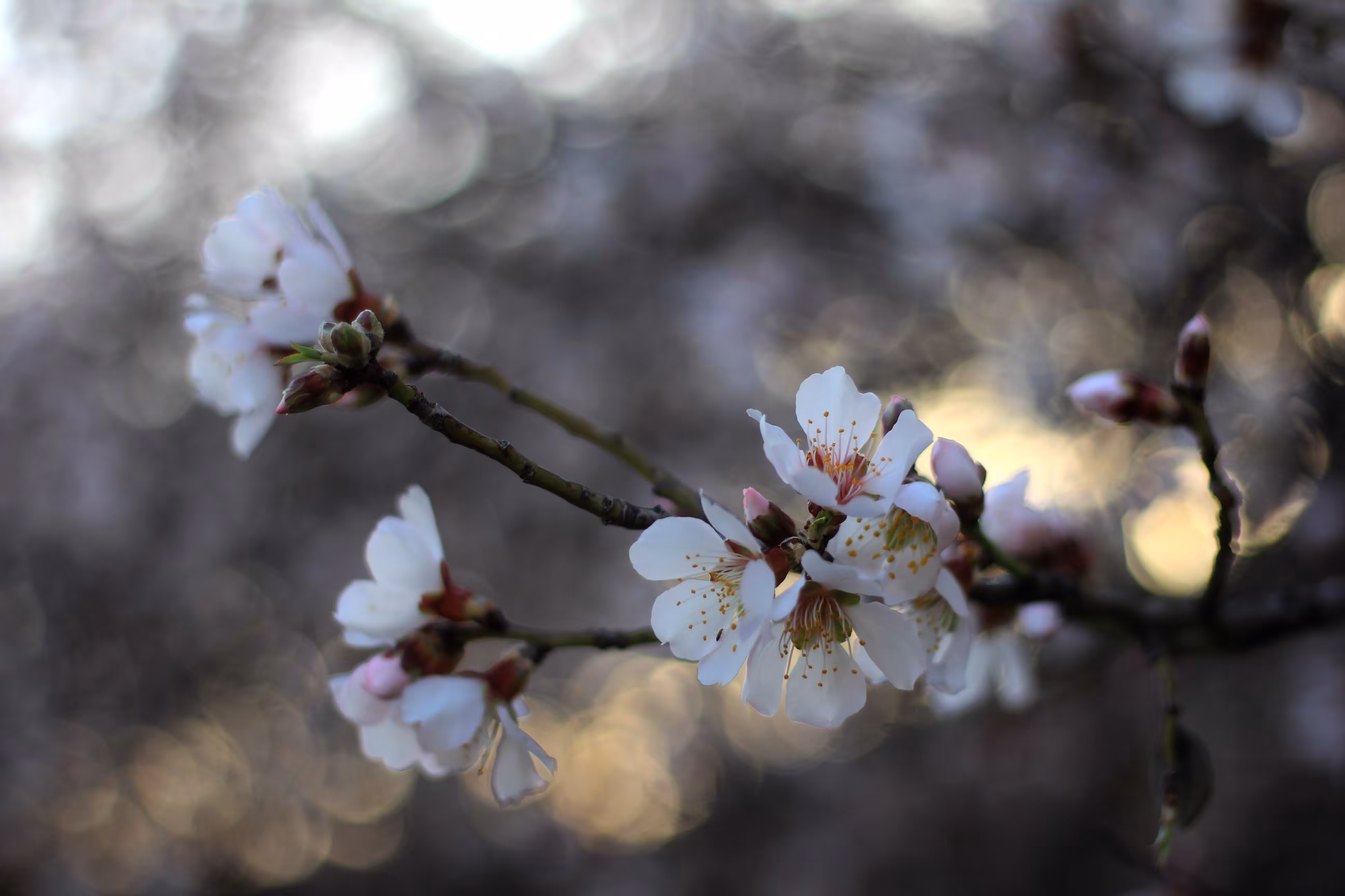 Spring #1