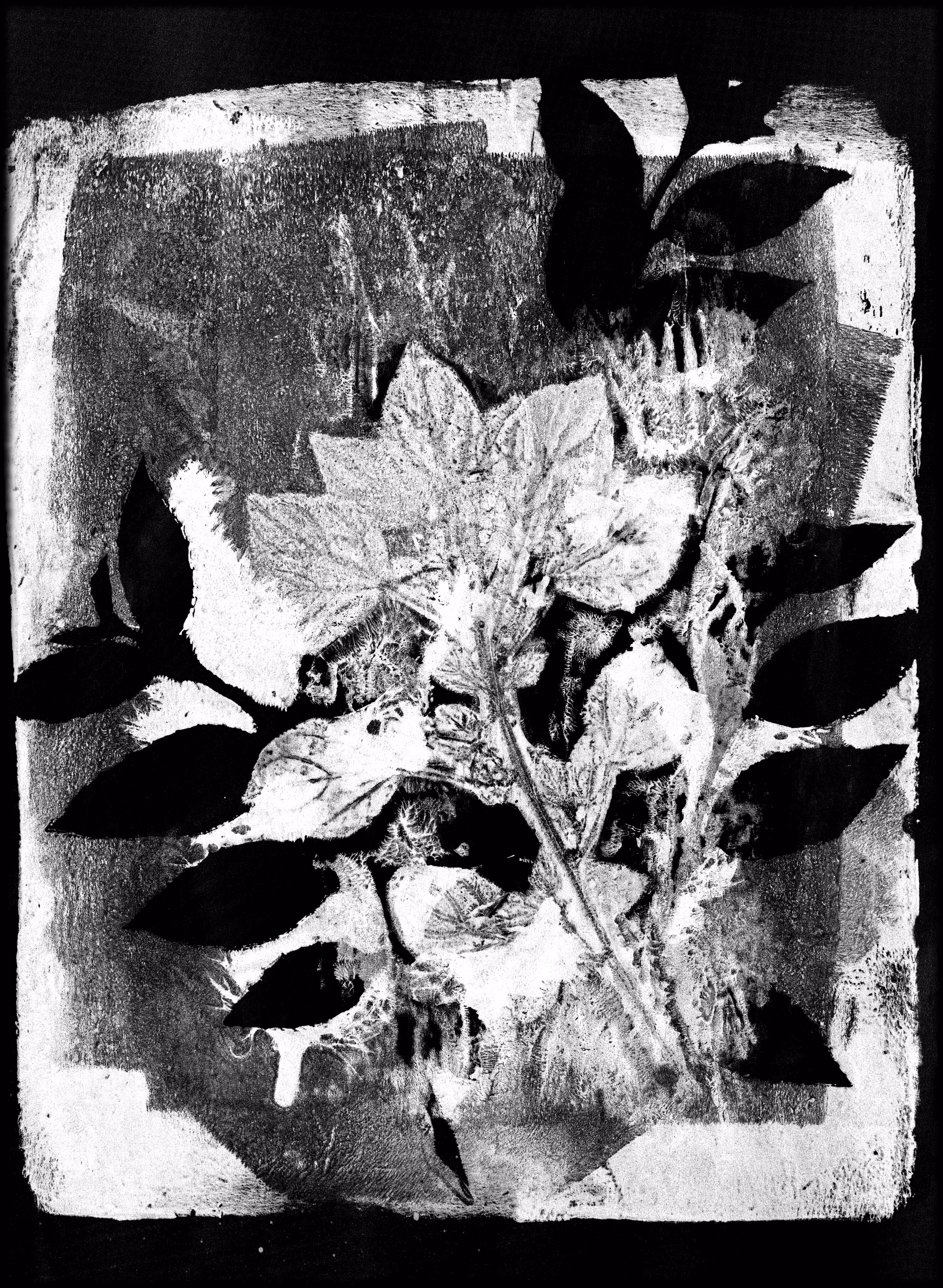 Monotype 71