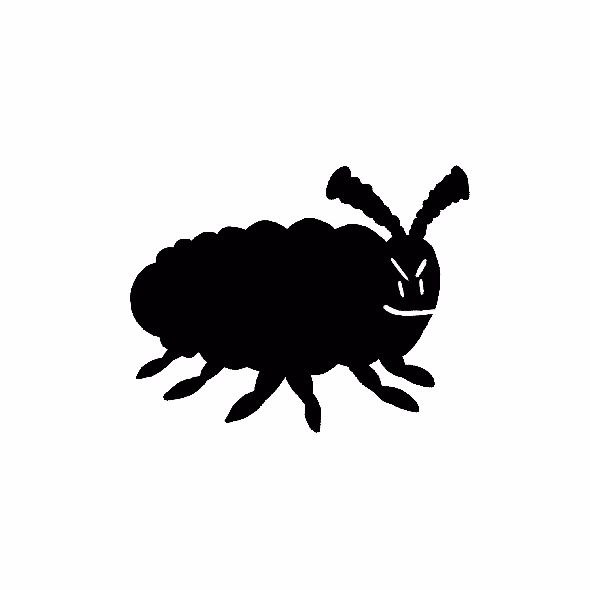 Phylloxera