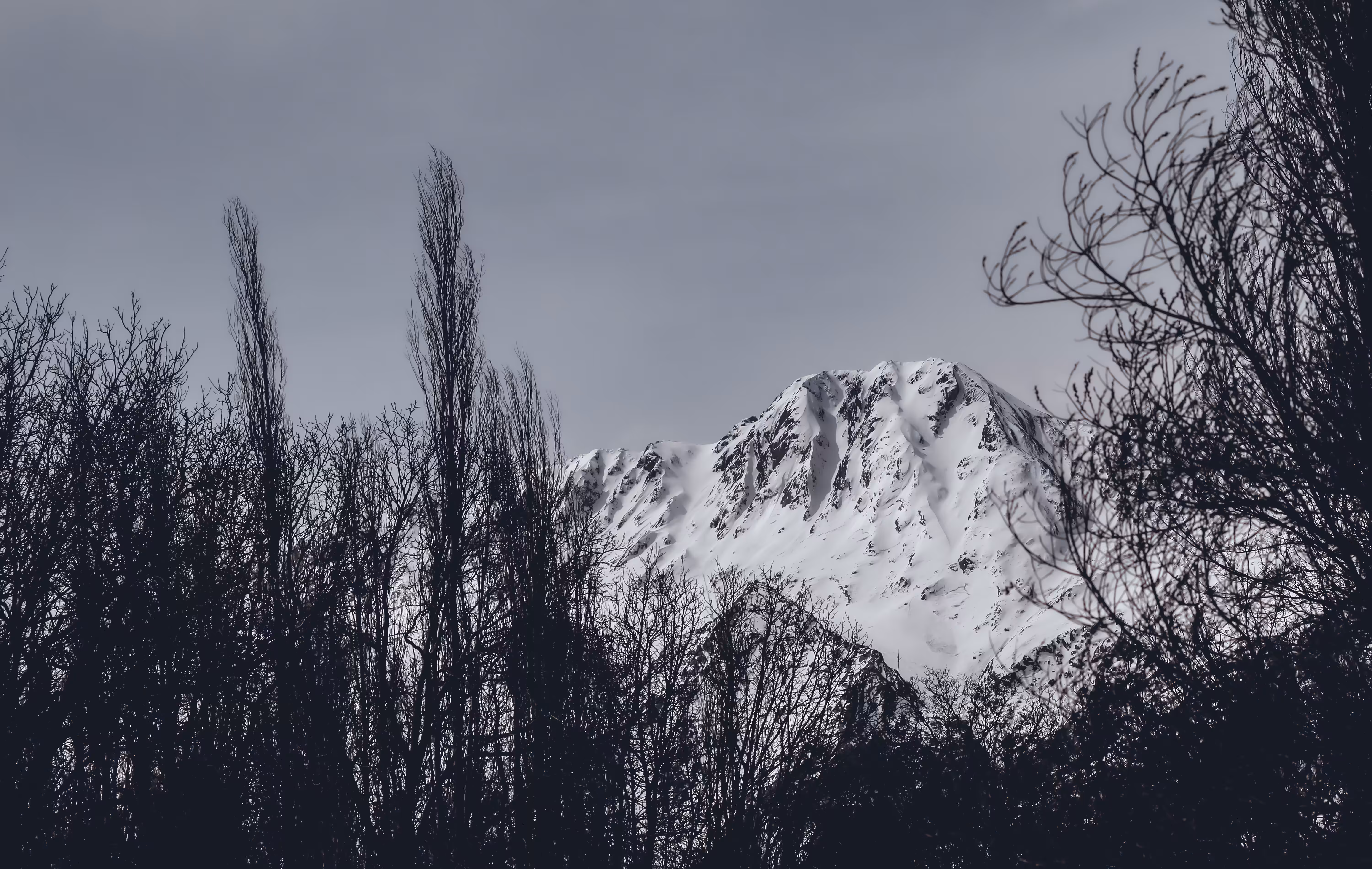 The Snowy Silence