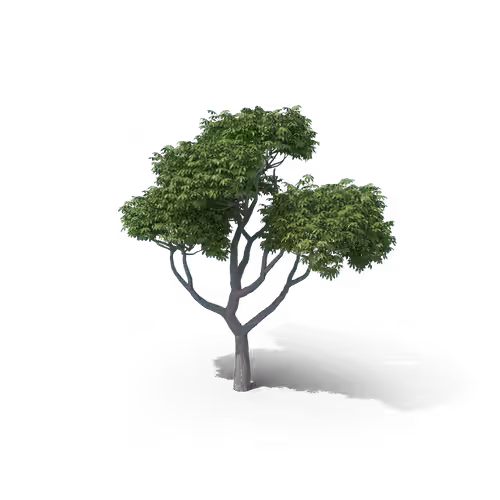 Your Tree I Australian