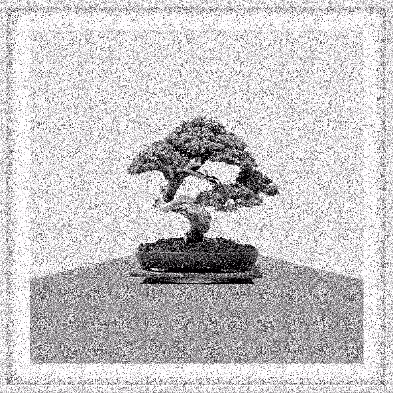 Bonsai Bonanza #592