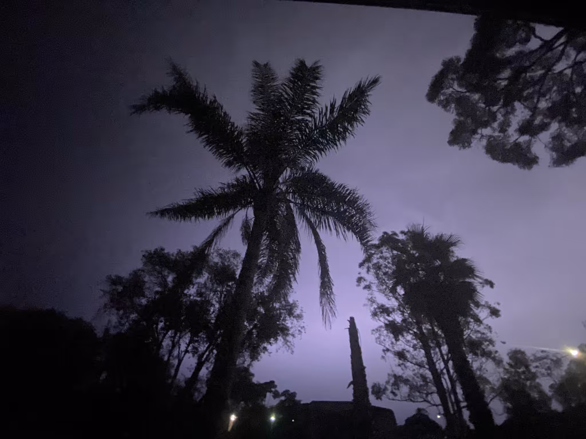 The Light of the Palm