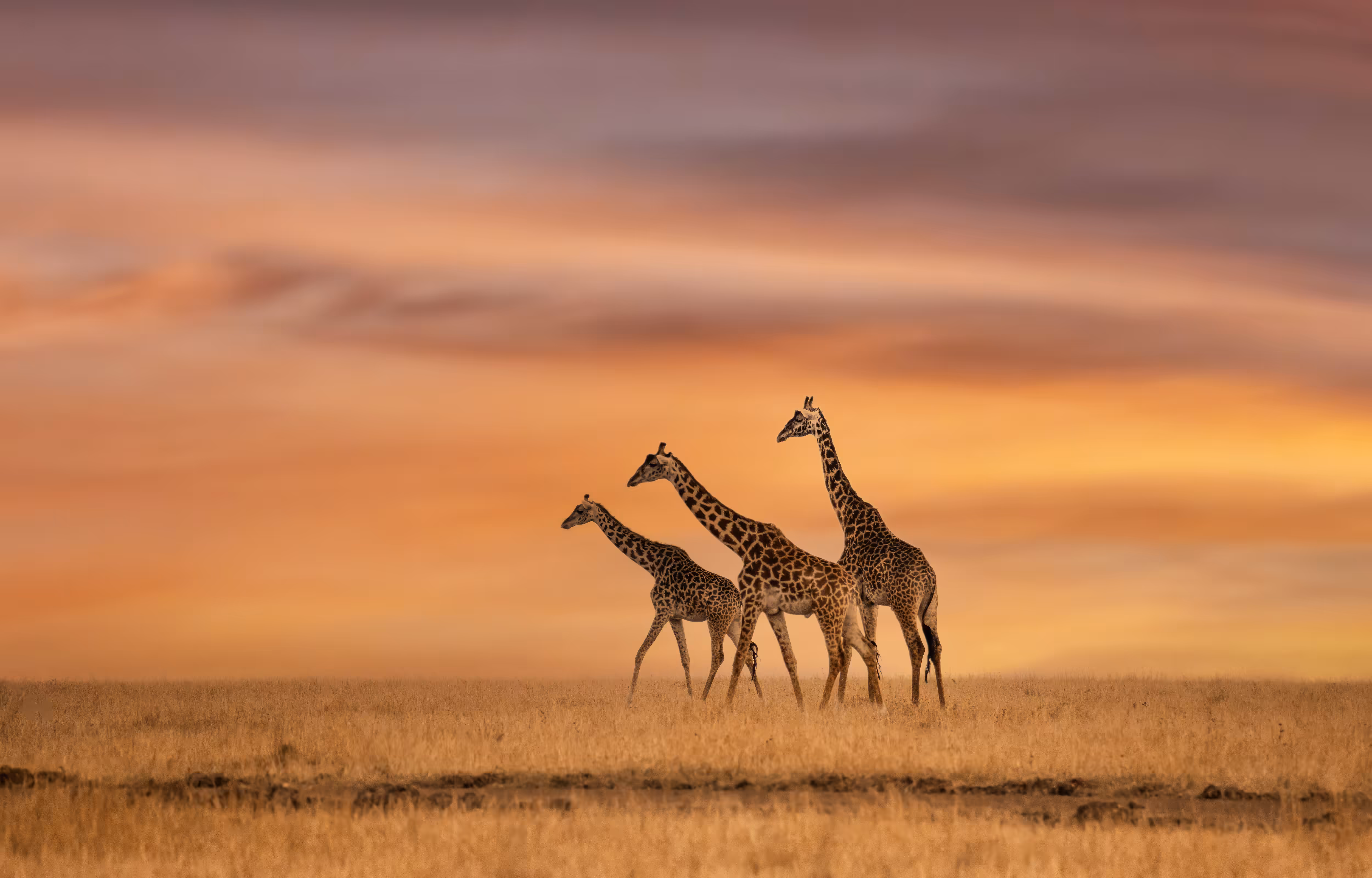 Trio