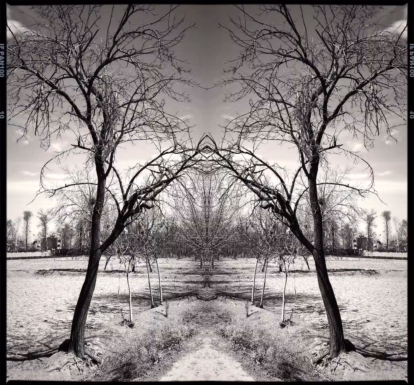 Mirror Trees 2