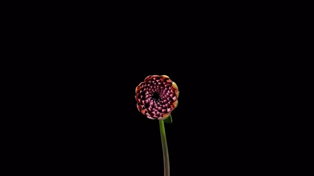 DATA.FLOWER()#14