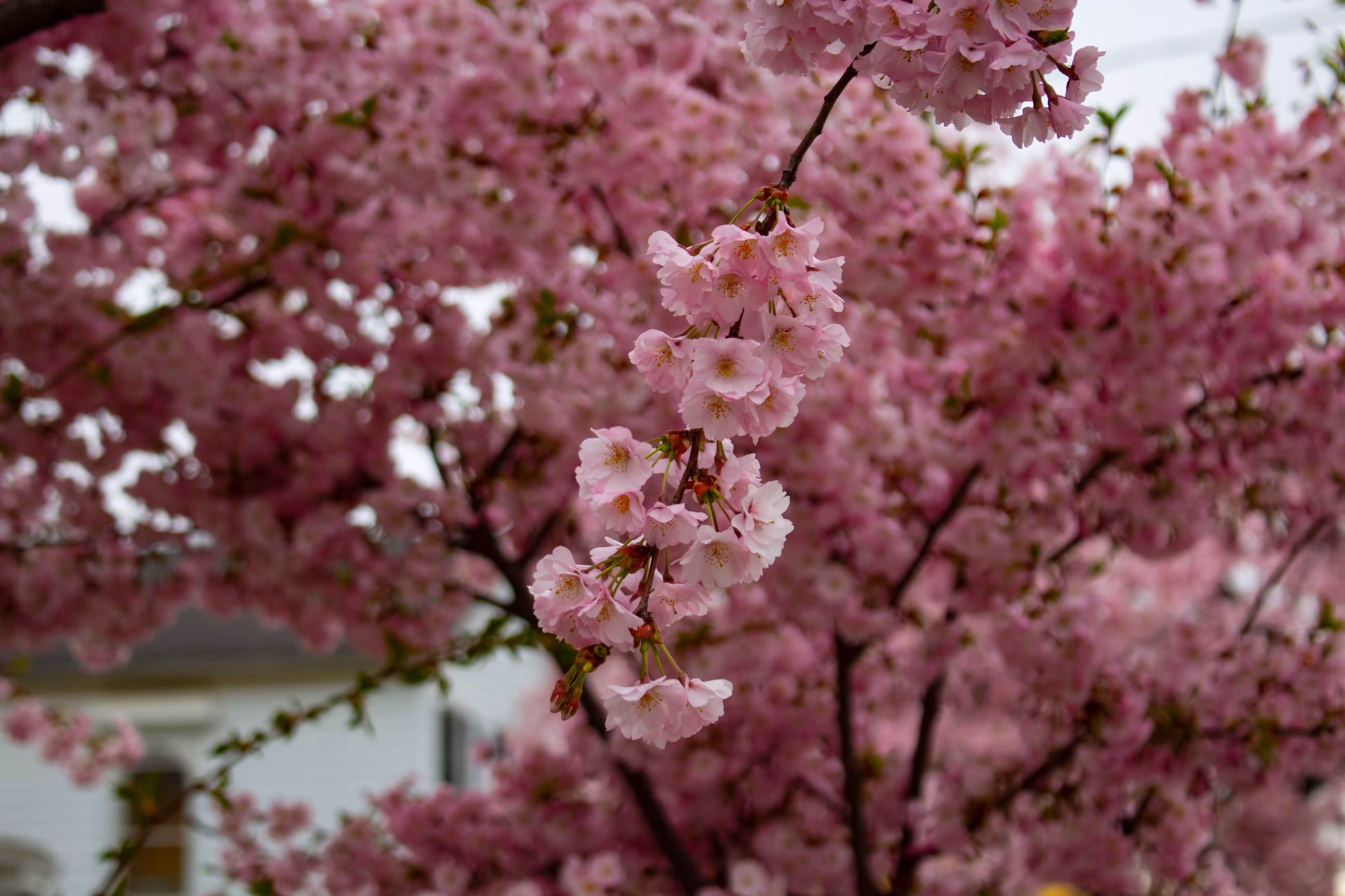 Spring Colors