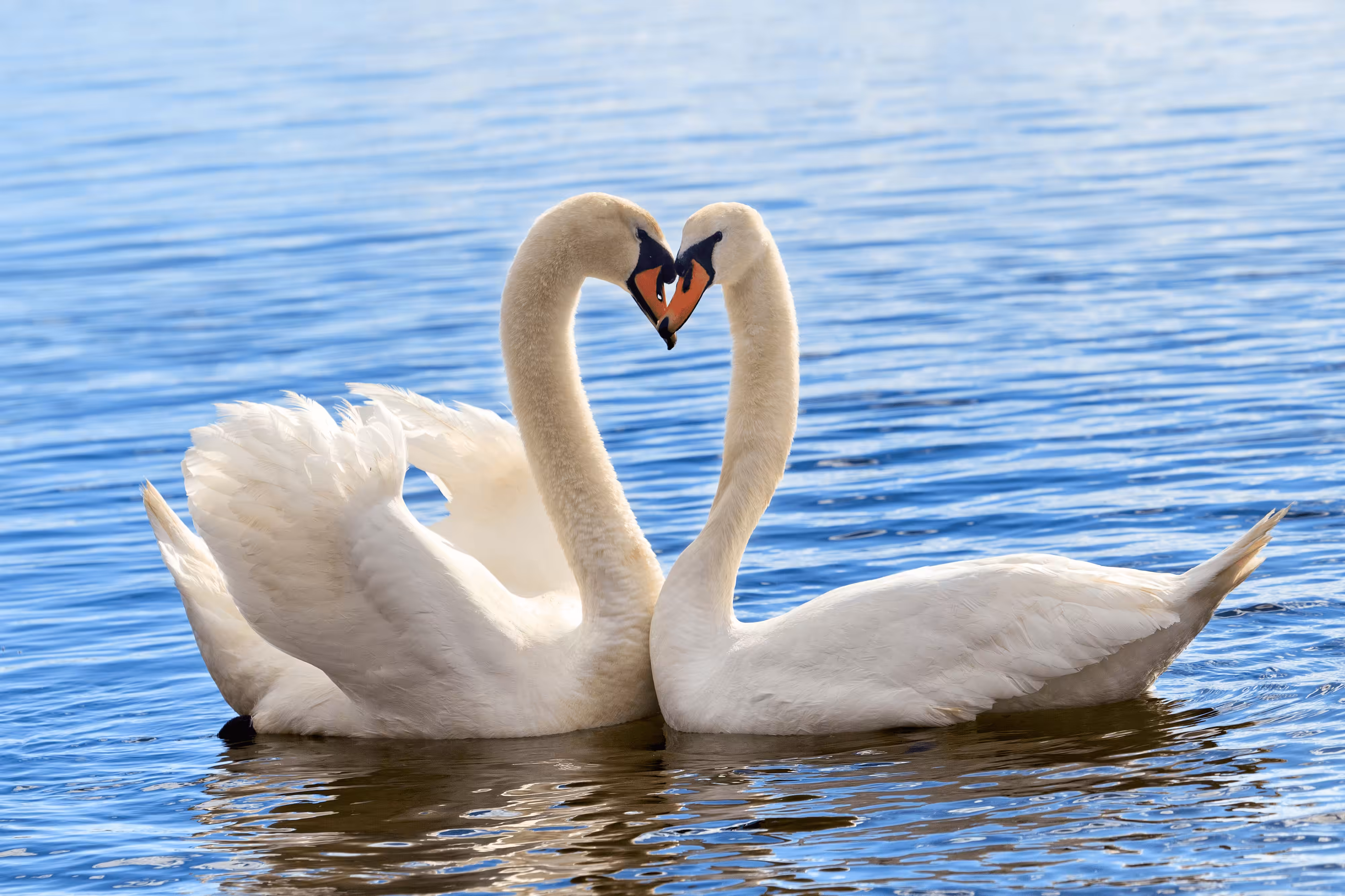 Swan Heart