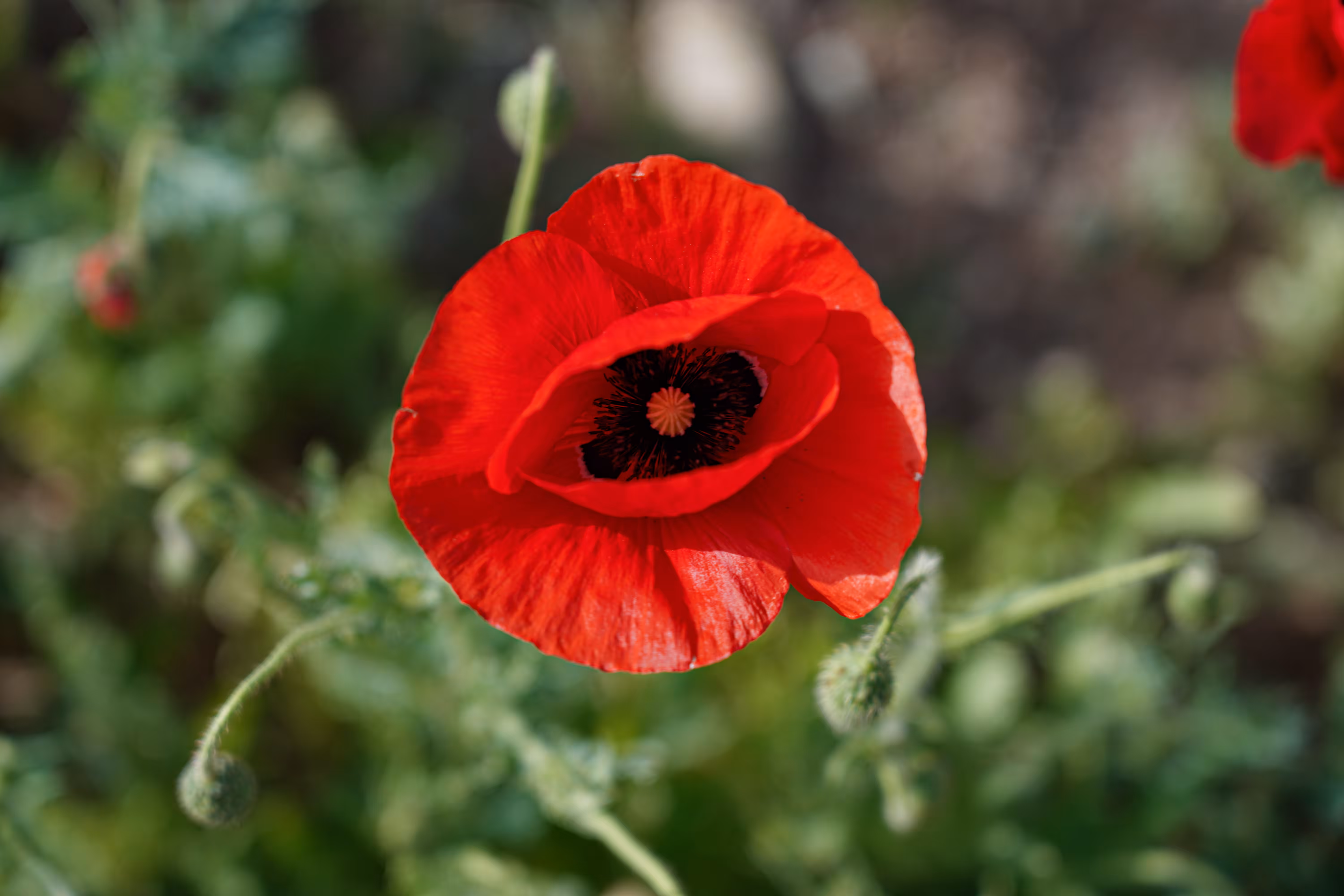 flowers: Anemone