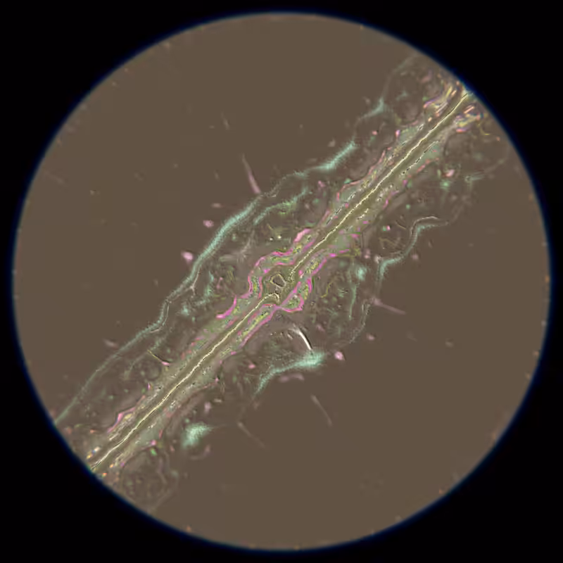 Ethereal Microcosm #271
