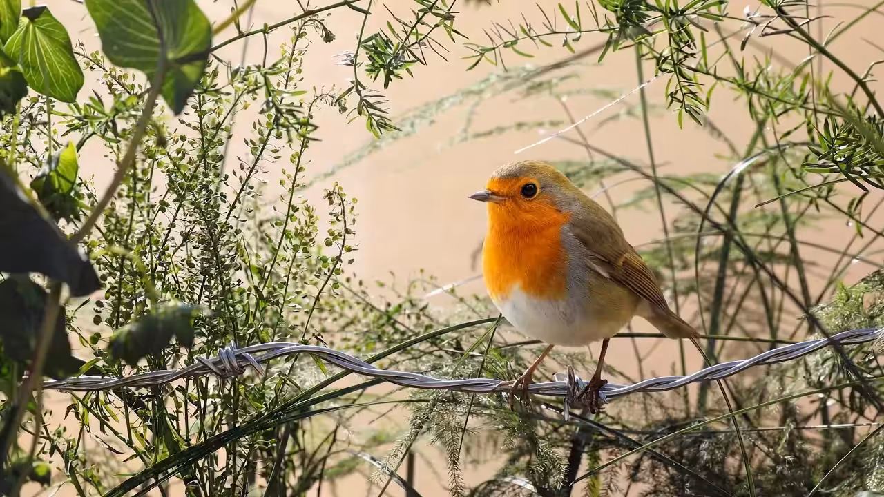 Birds Observations: Rio, In the Tangle