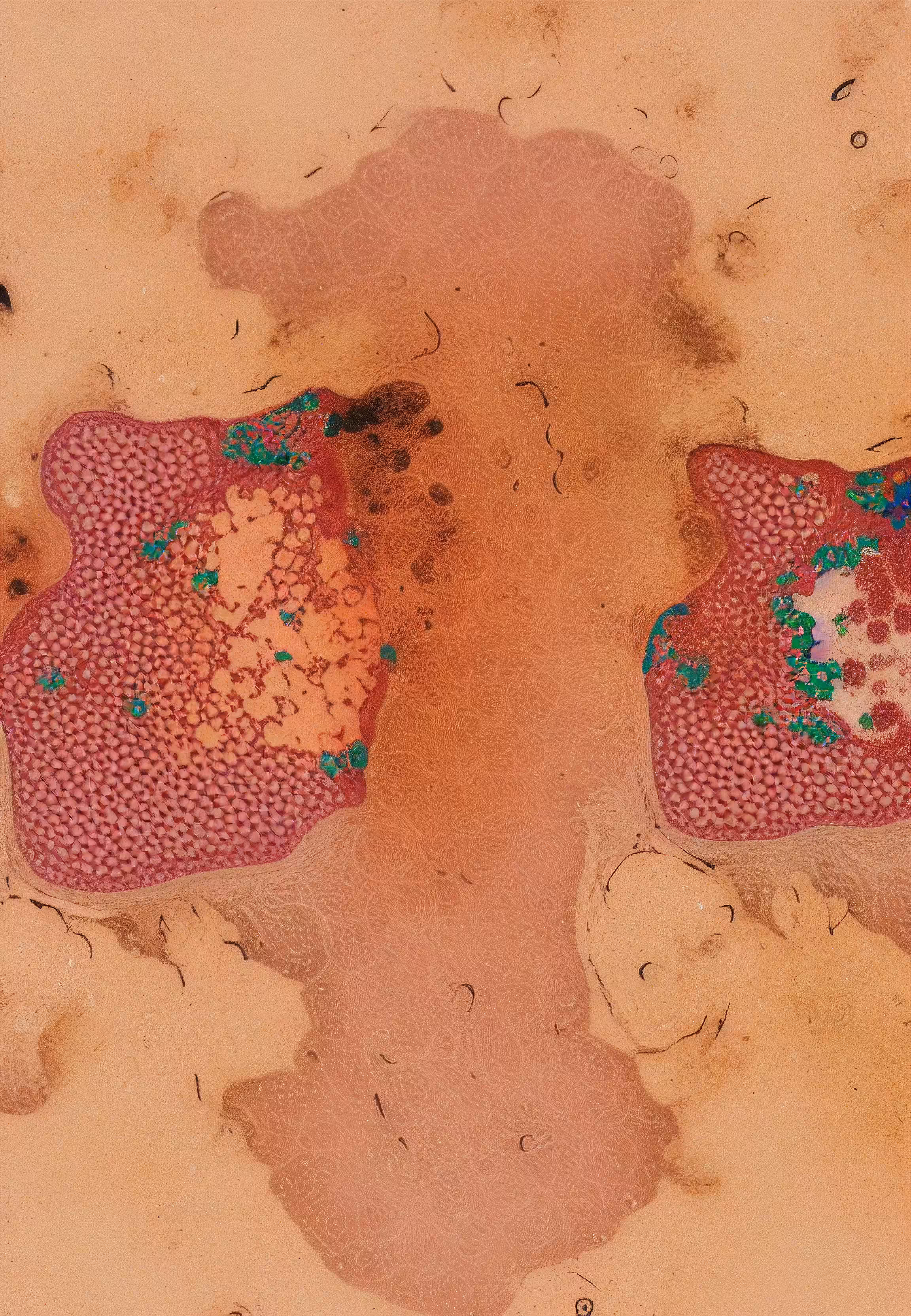 Histologia In Silico #47