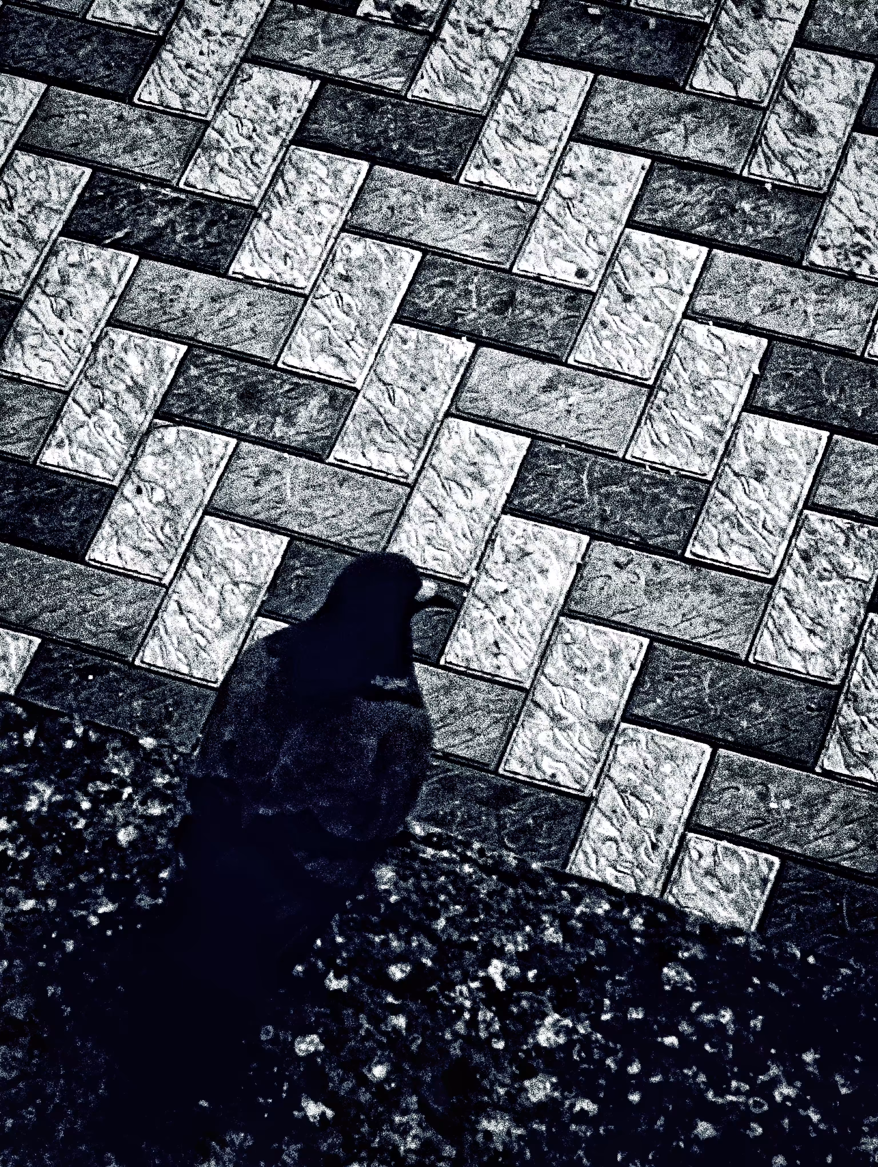Lonely Birdie