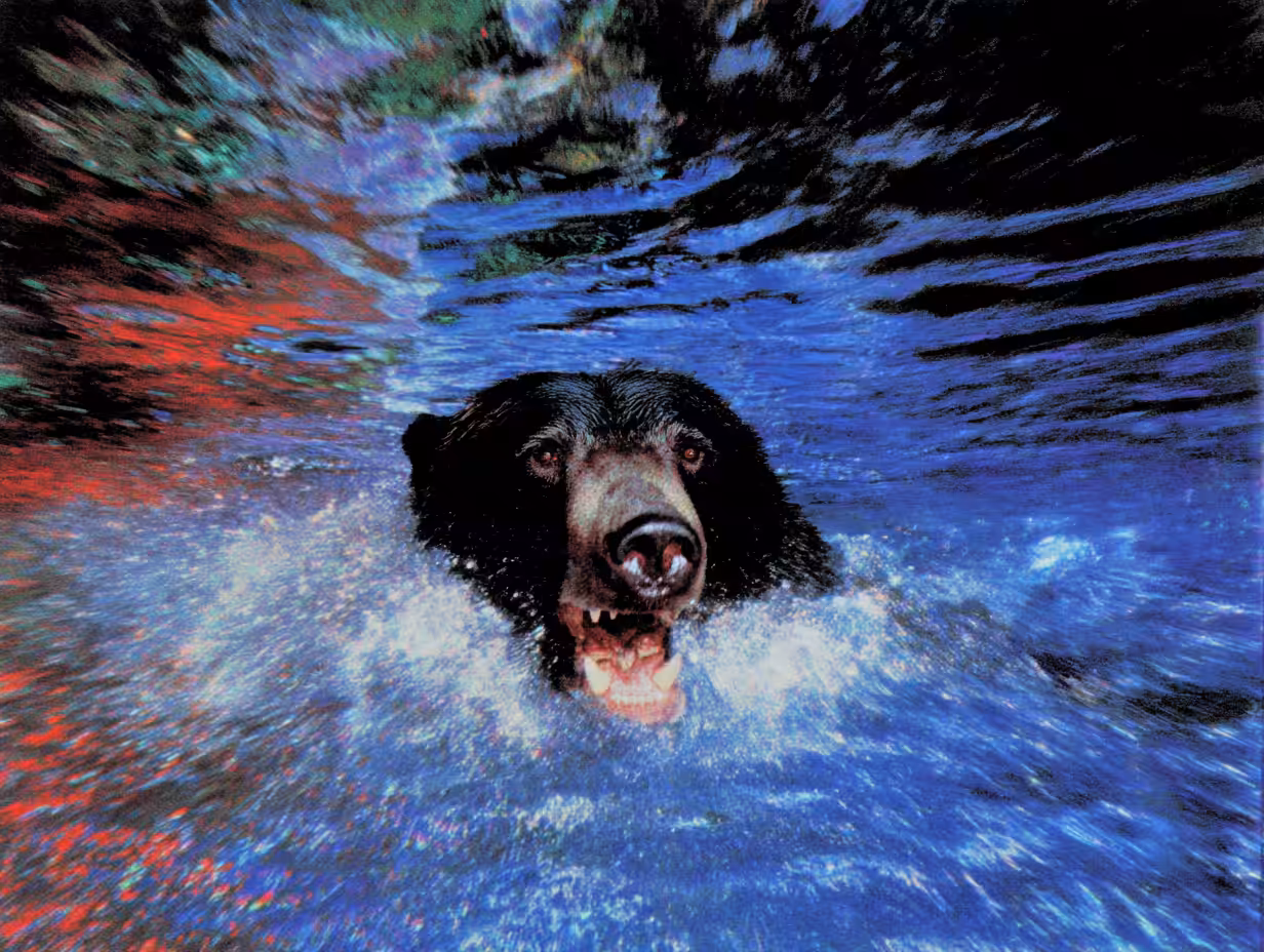 Bears, #6