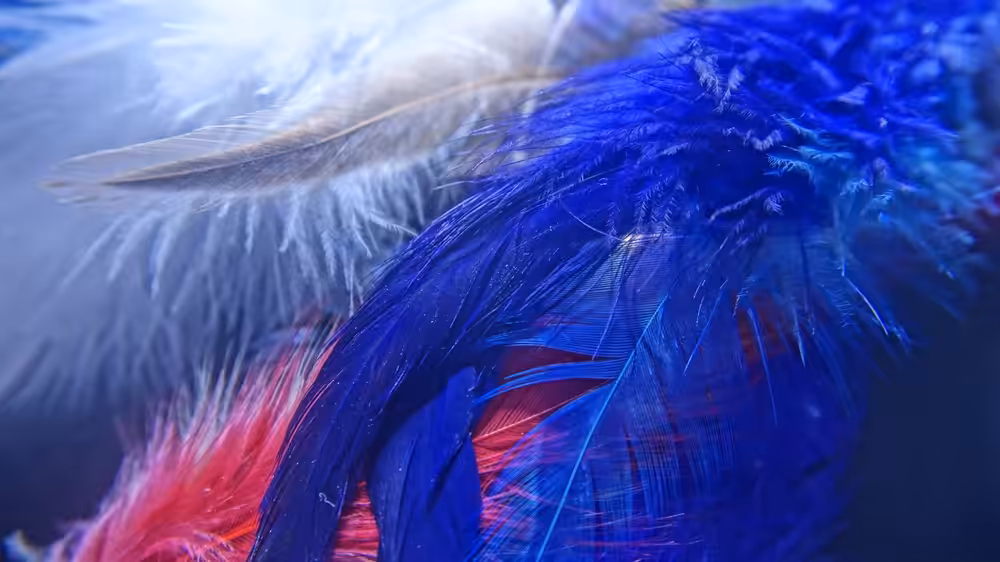 Feathers of Stone I