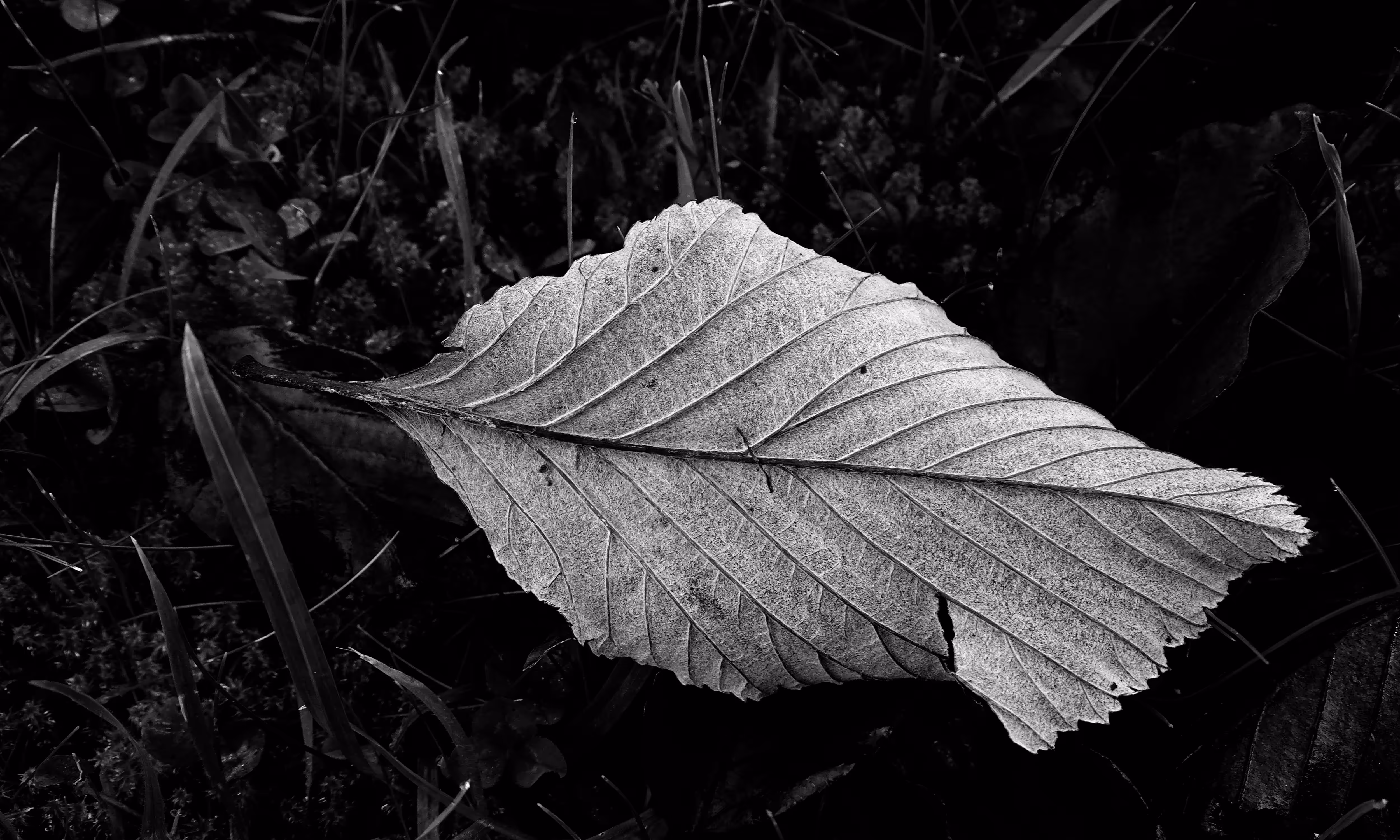Lines of Life