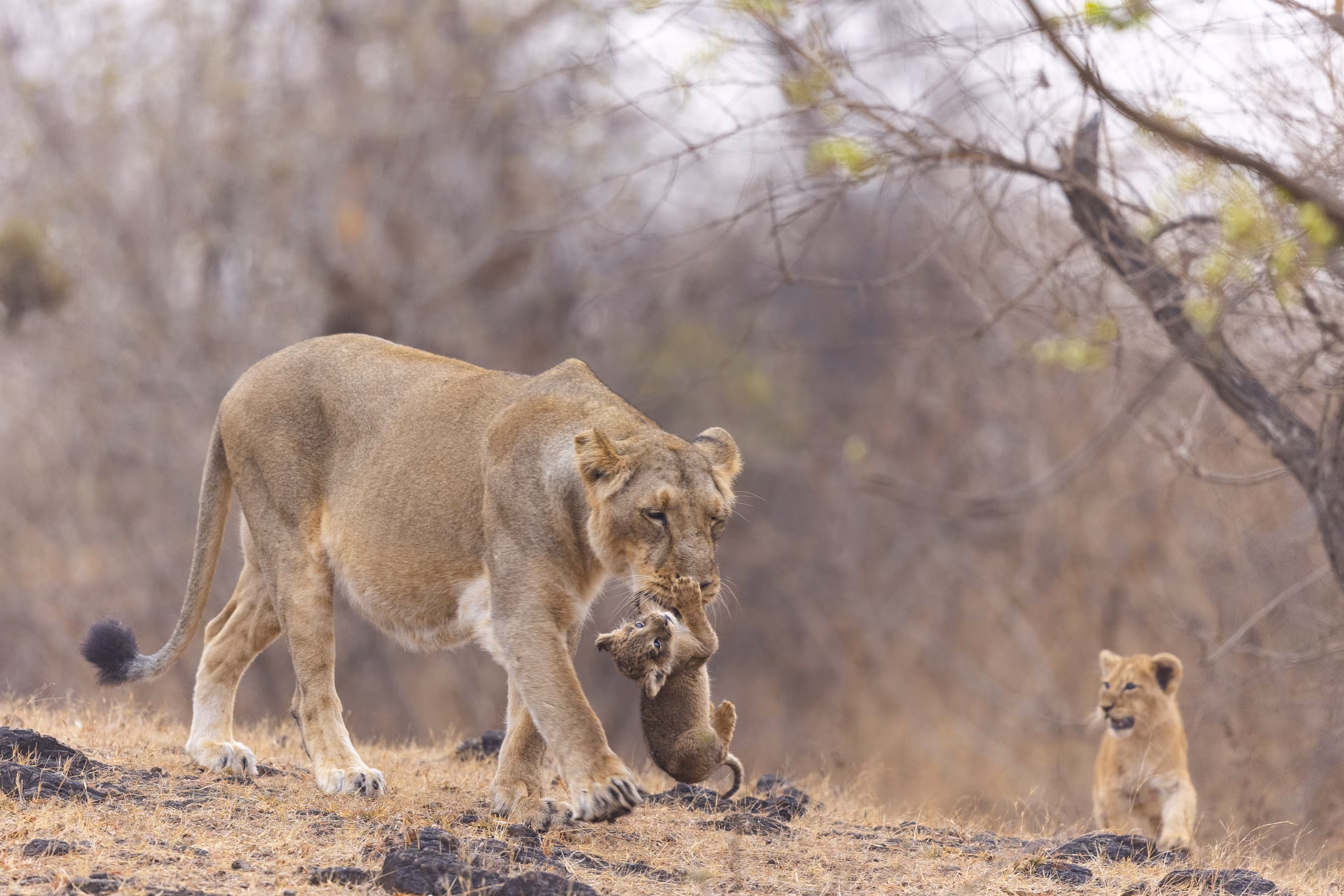 The tale of motherly affection 