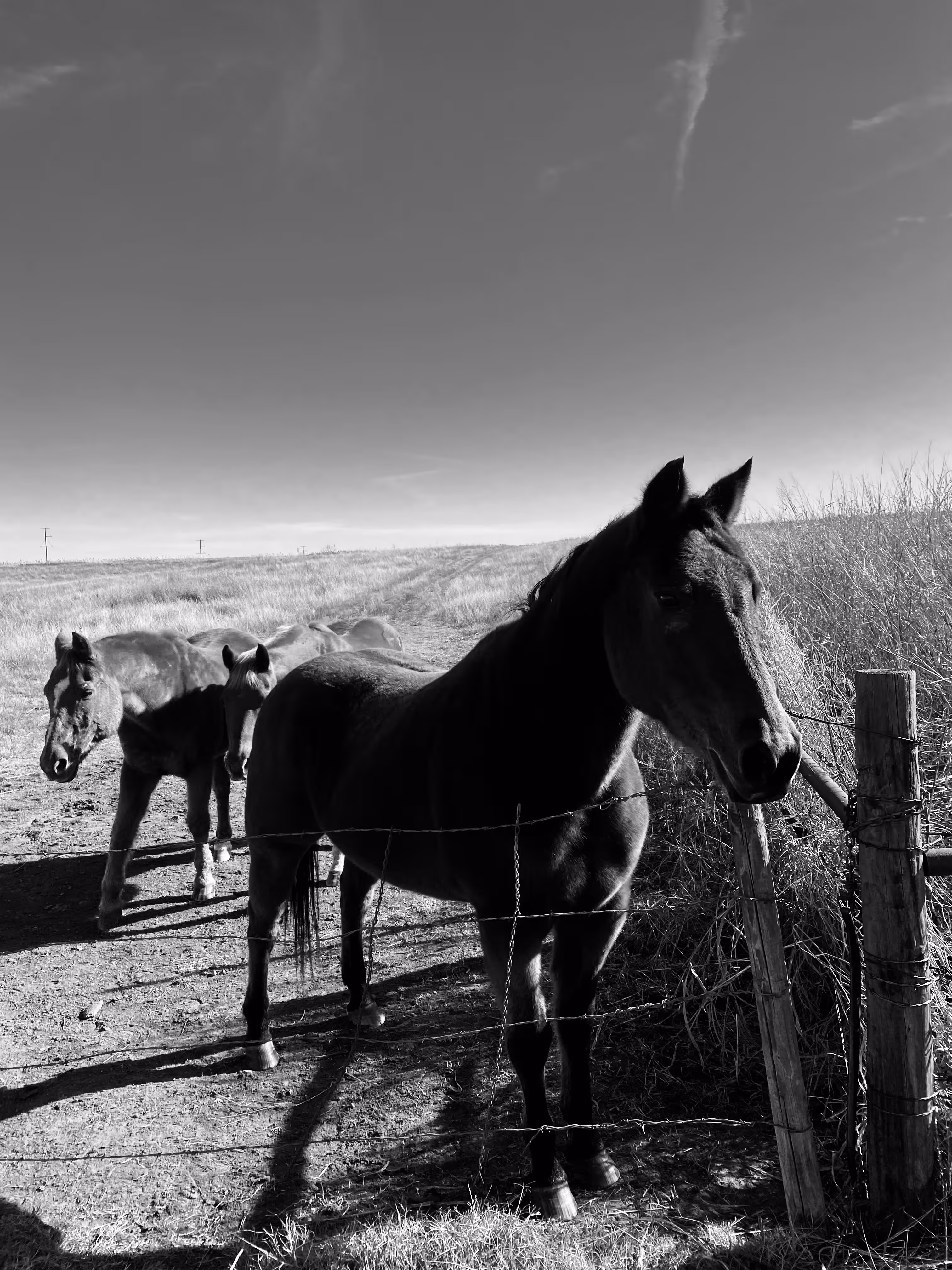 Countryside Friends