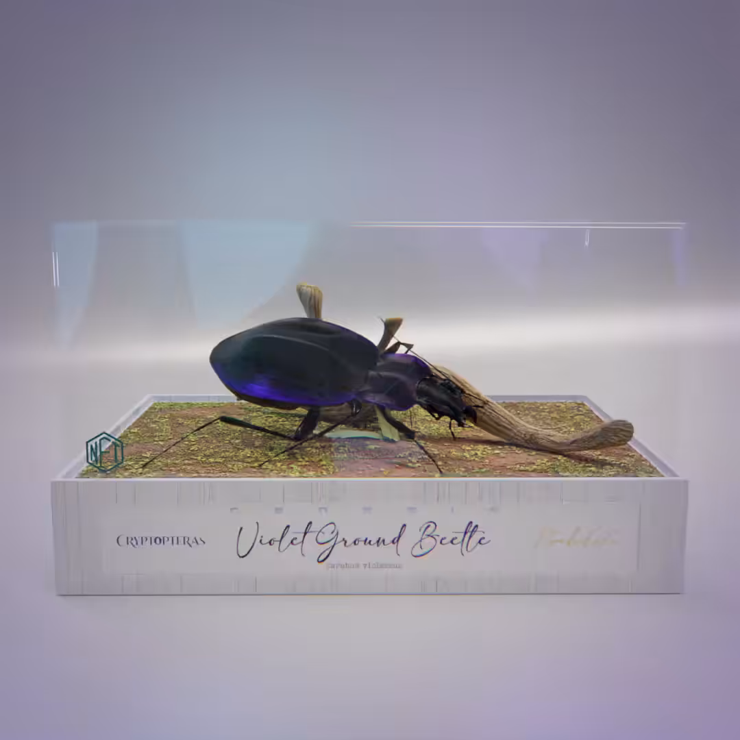 #GENESIS / Violet Ground Beetle