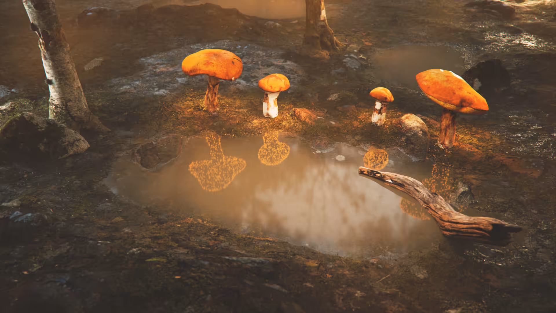 Magic Fungi