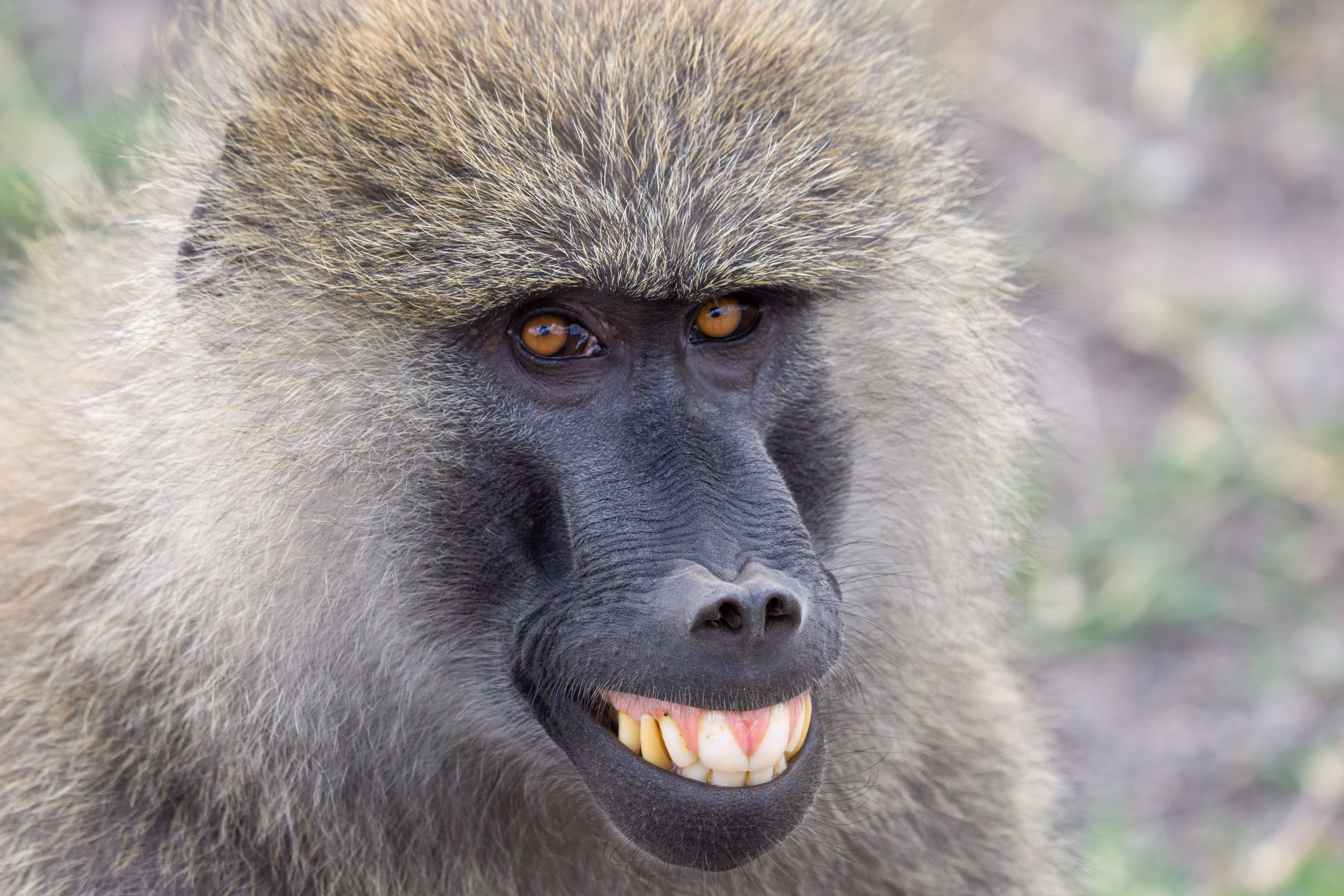 Ape In