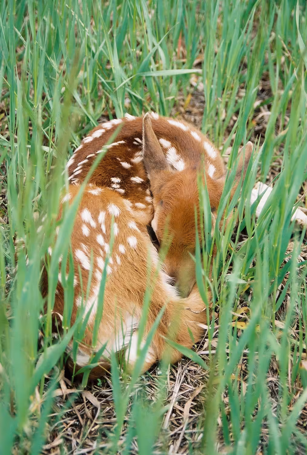A happy safe fawn