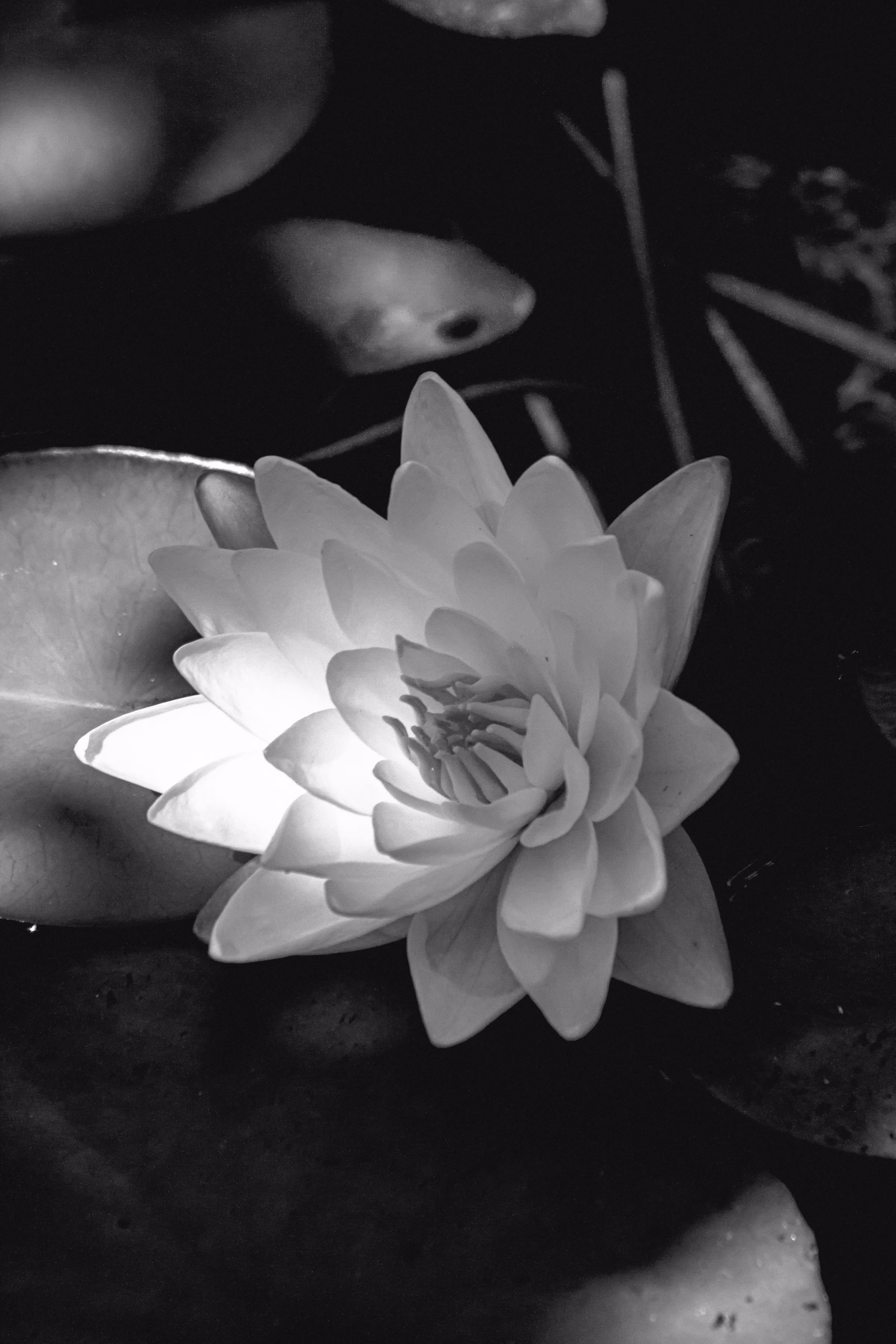 Monochrome Nature #167