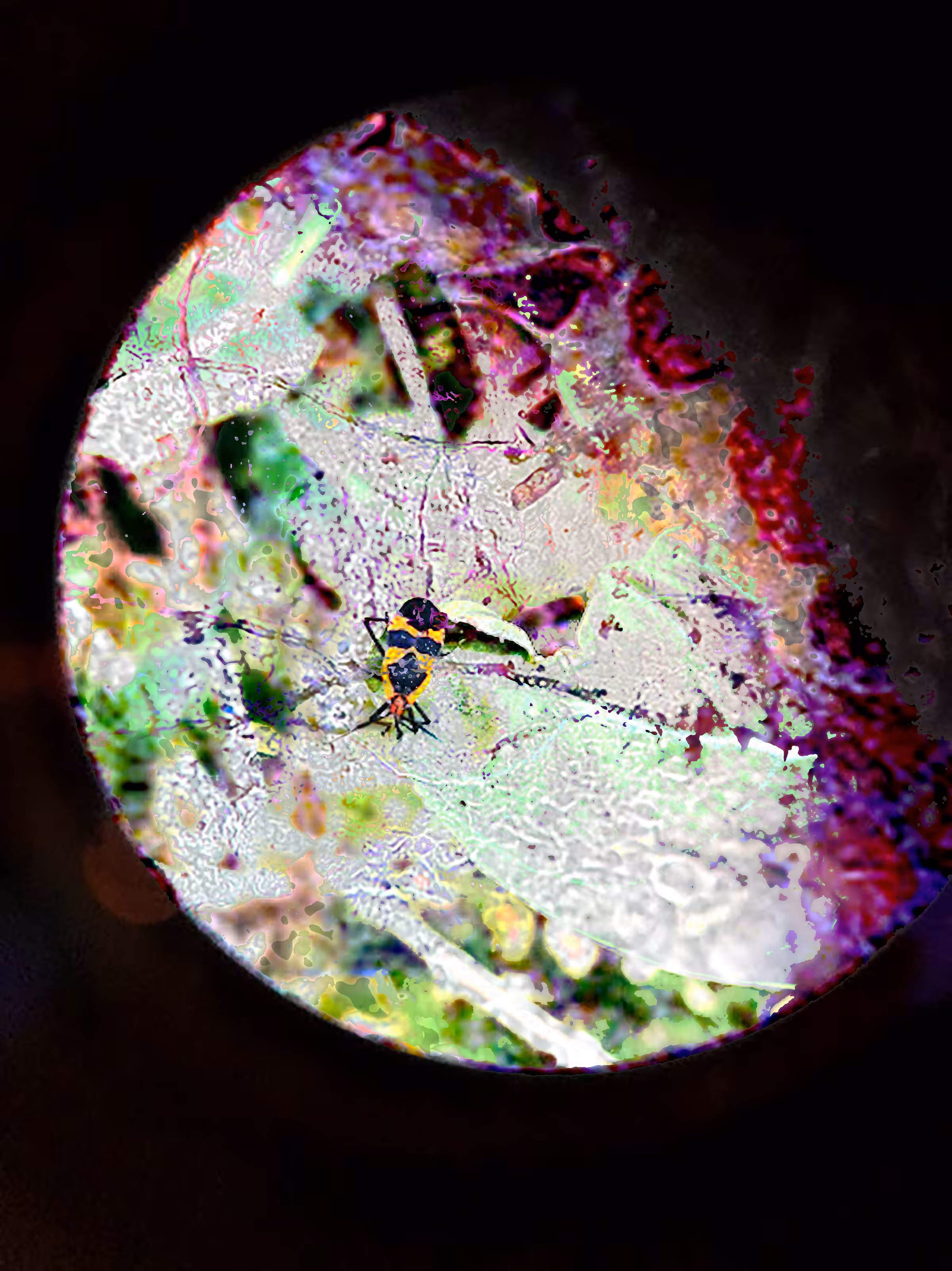 "Chrysalis Moon"