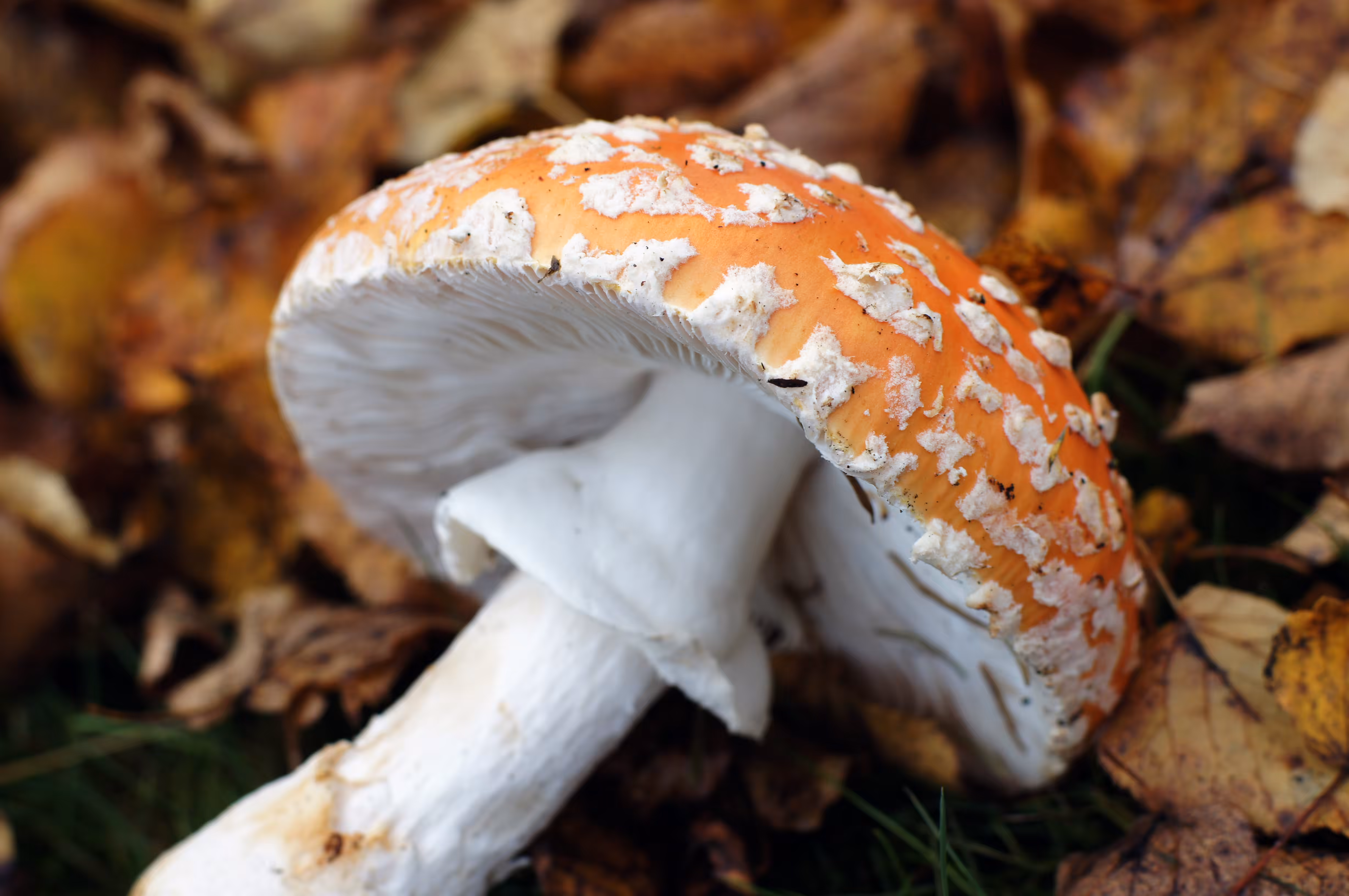 mushroom sleep