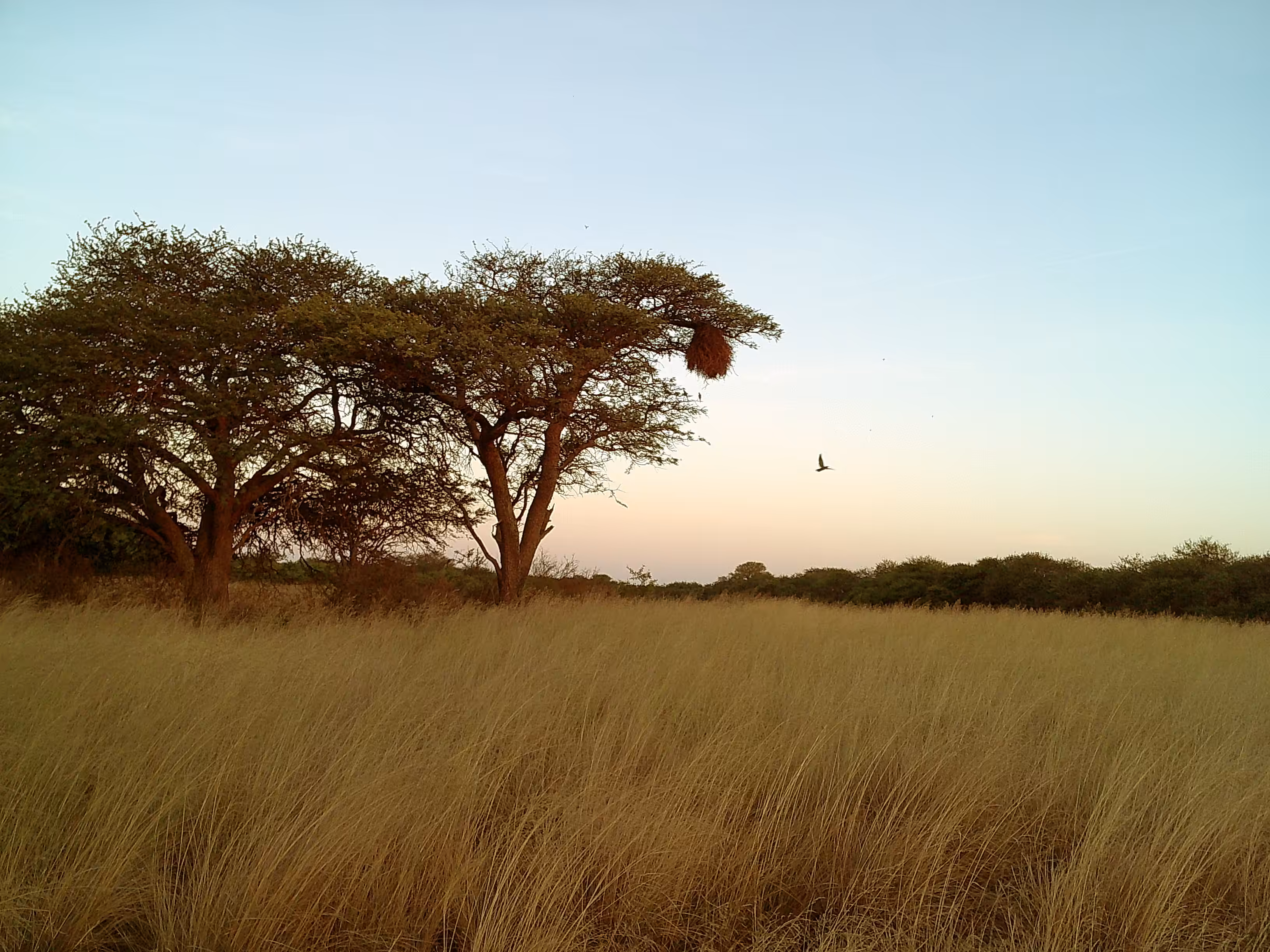 Out Of Nest