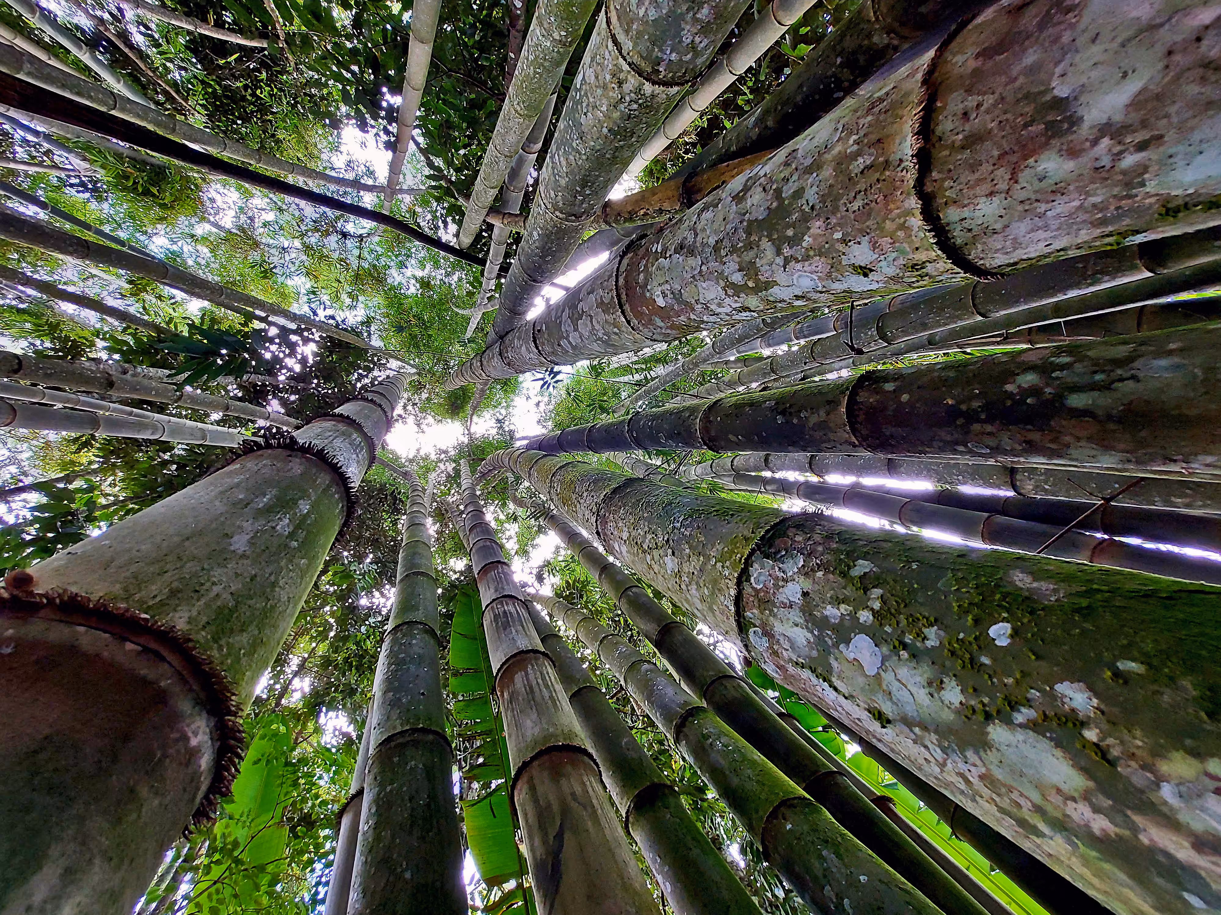 ~ bamboo forest