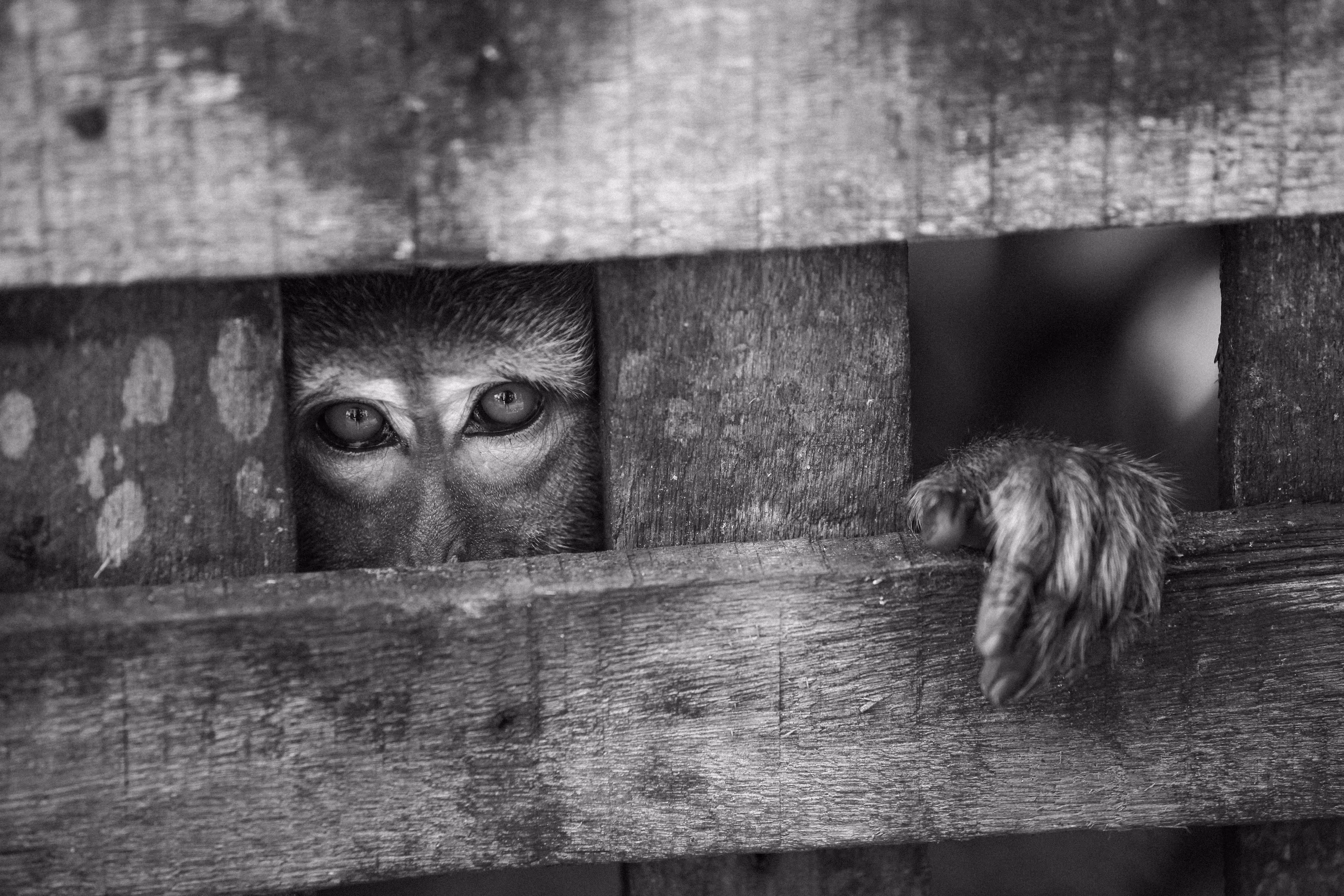 The eyes.