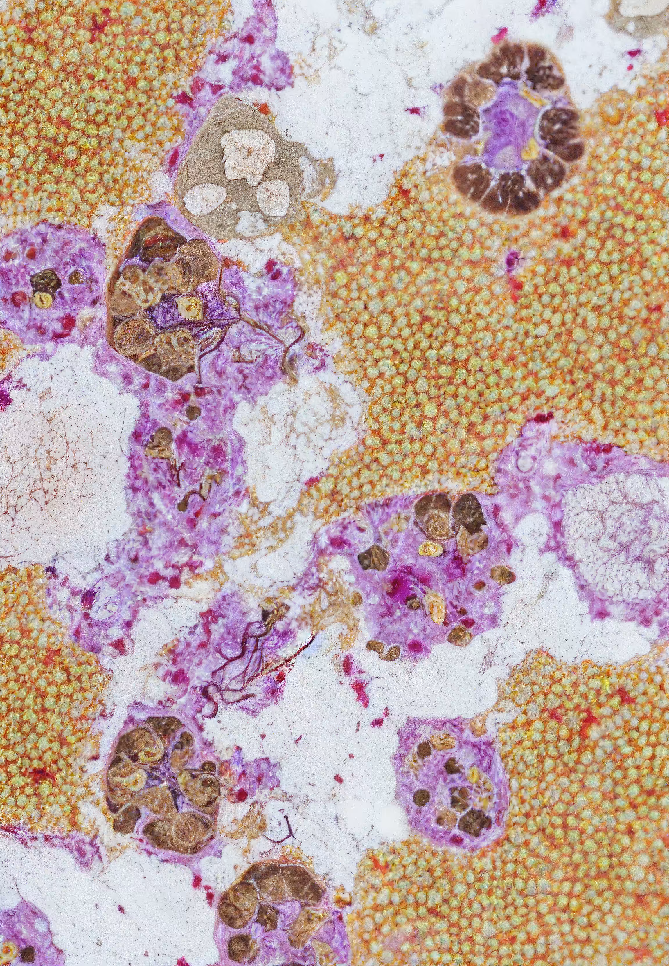Histologia In Silico #104