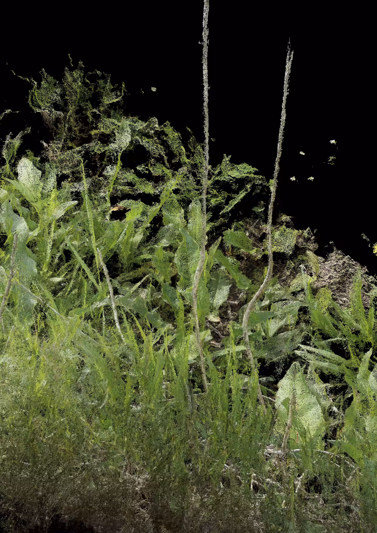 Overgrowth 0004