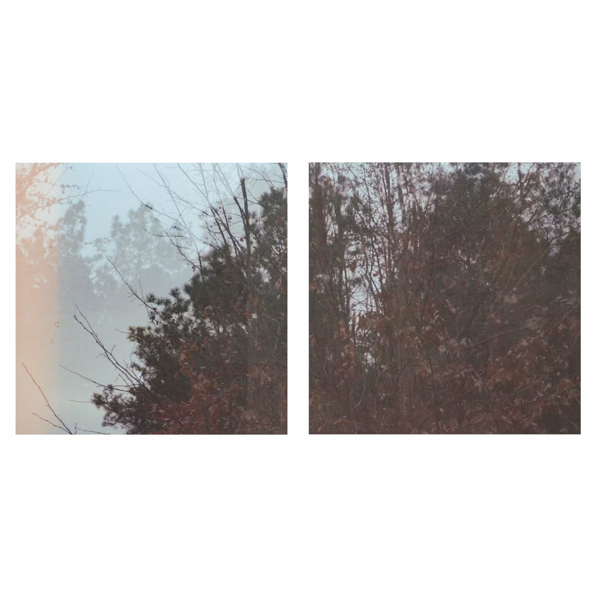 Feral (Give Up The Ghost)