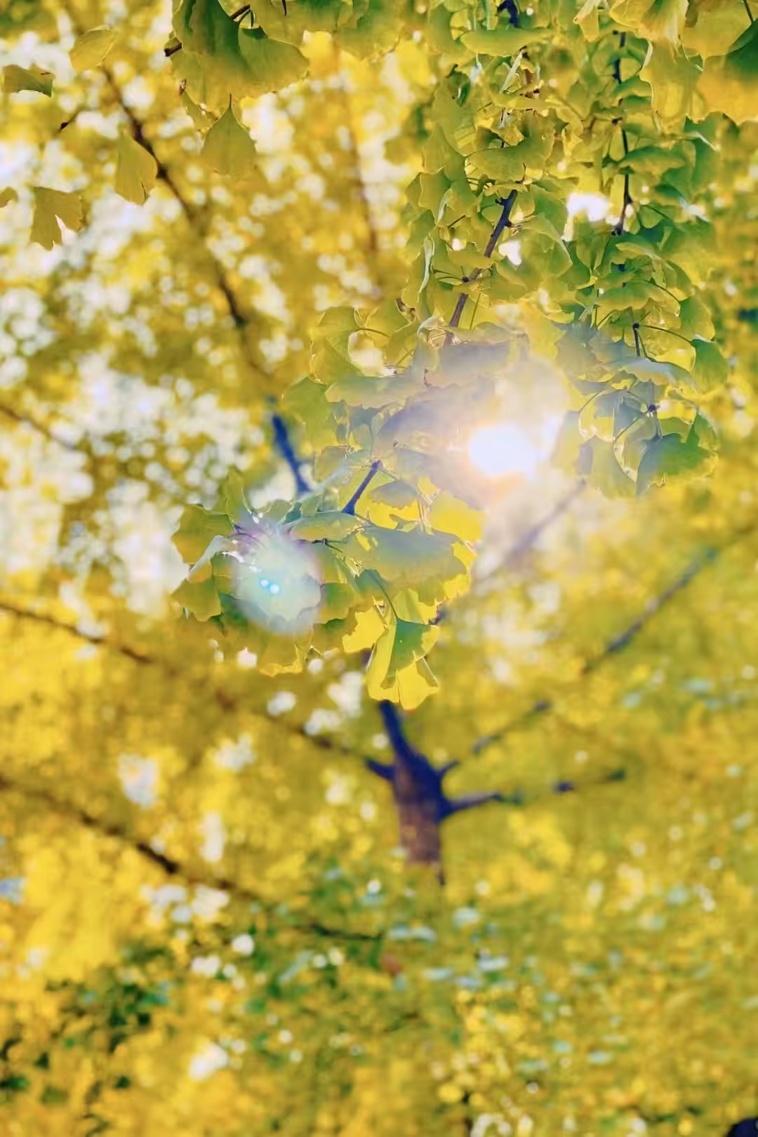 Scattered Sunlight