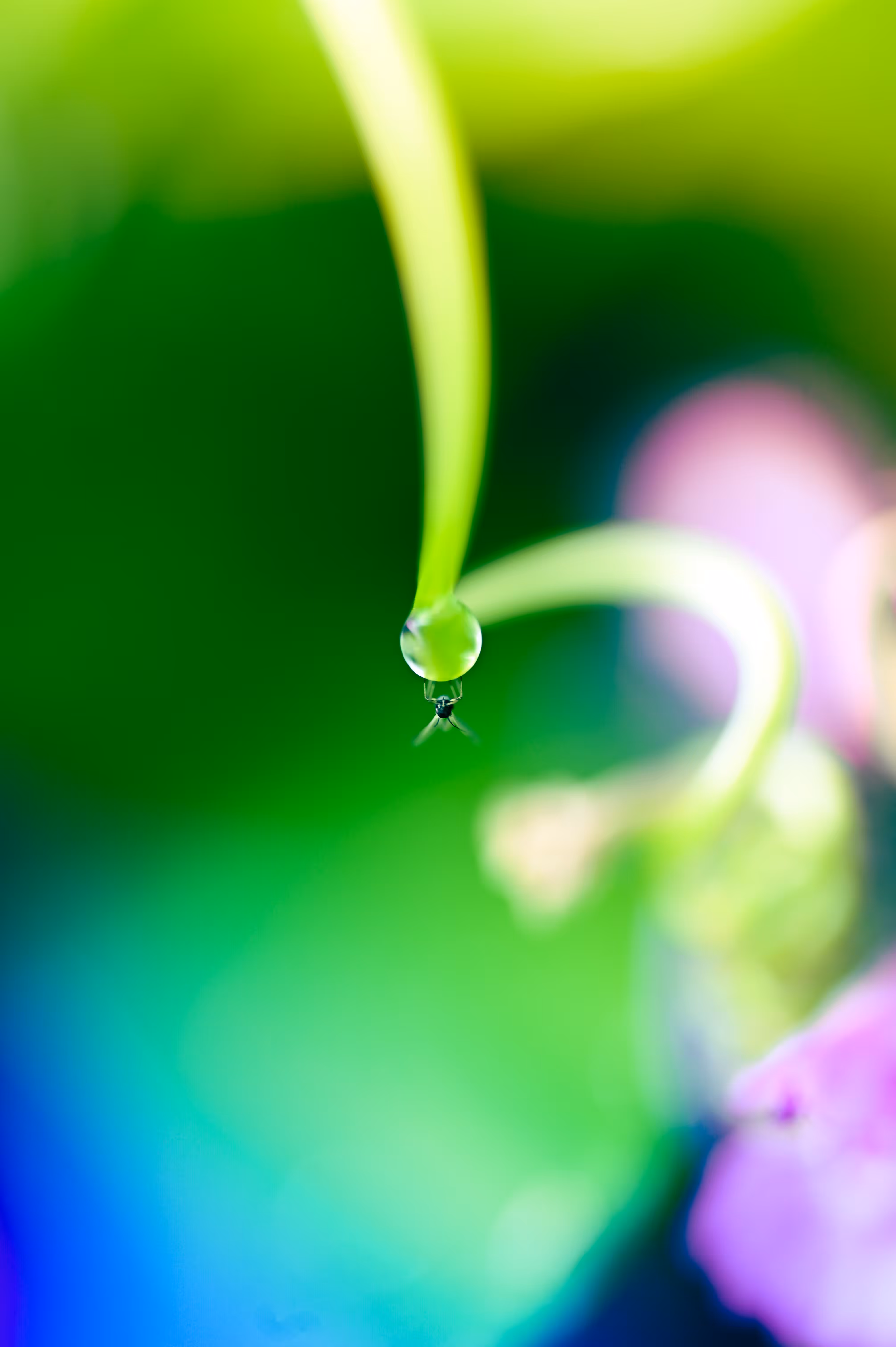 Drop of life #001