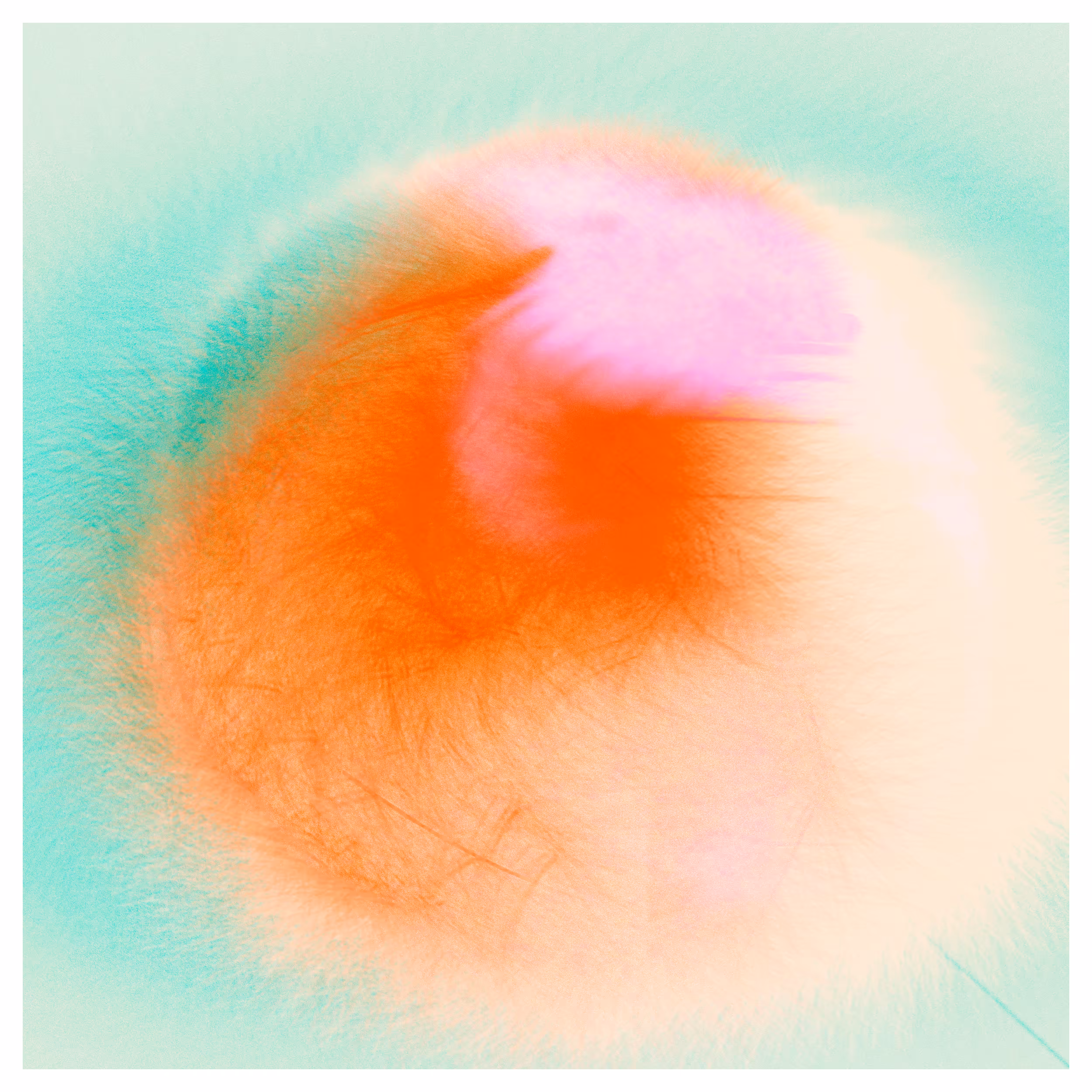 Collection: Generative Diopter | Name: iv.  Little Dutch pink head sheep dressed for the cold, I guess.