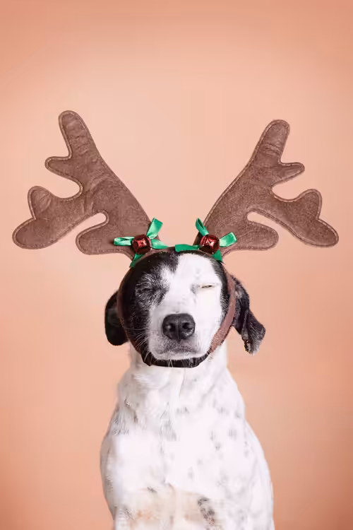 ReinDoggos: Rhian