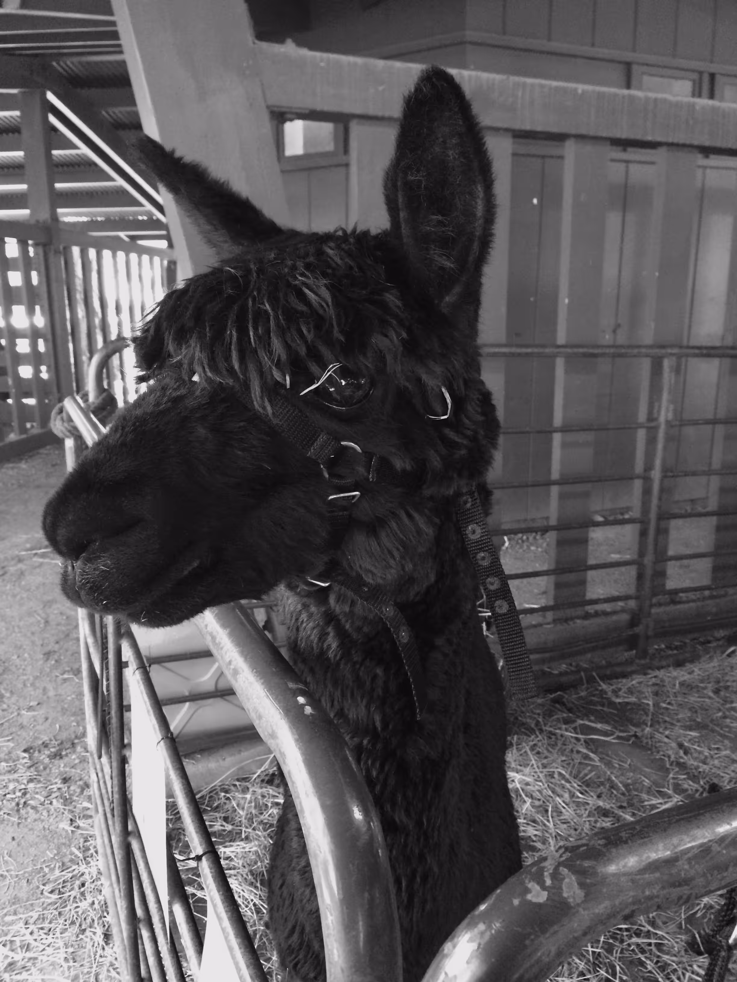 Alpaca  -  Is it the Greenest Animal On The Planet?