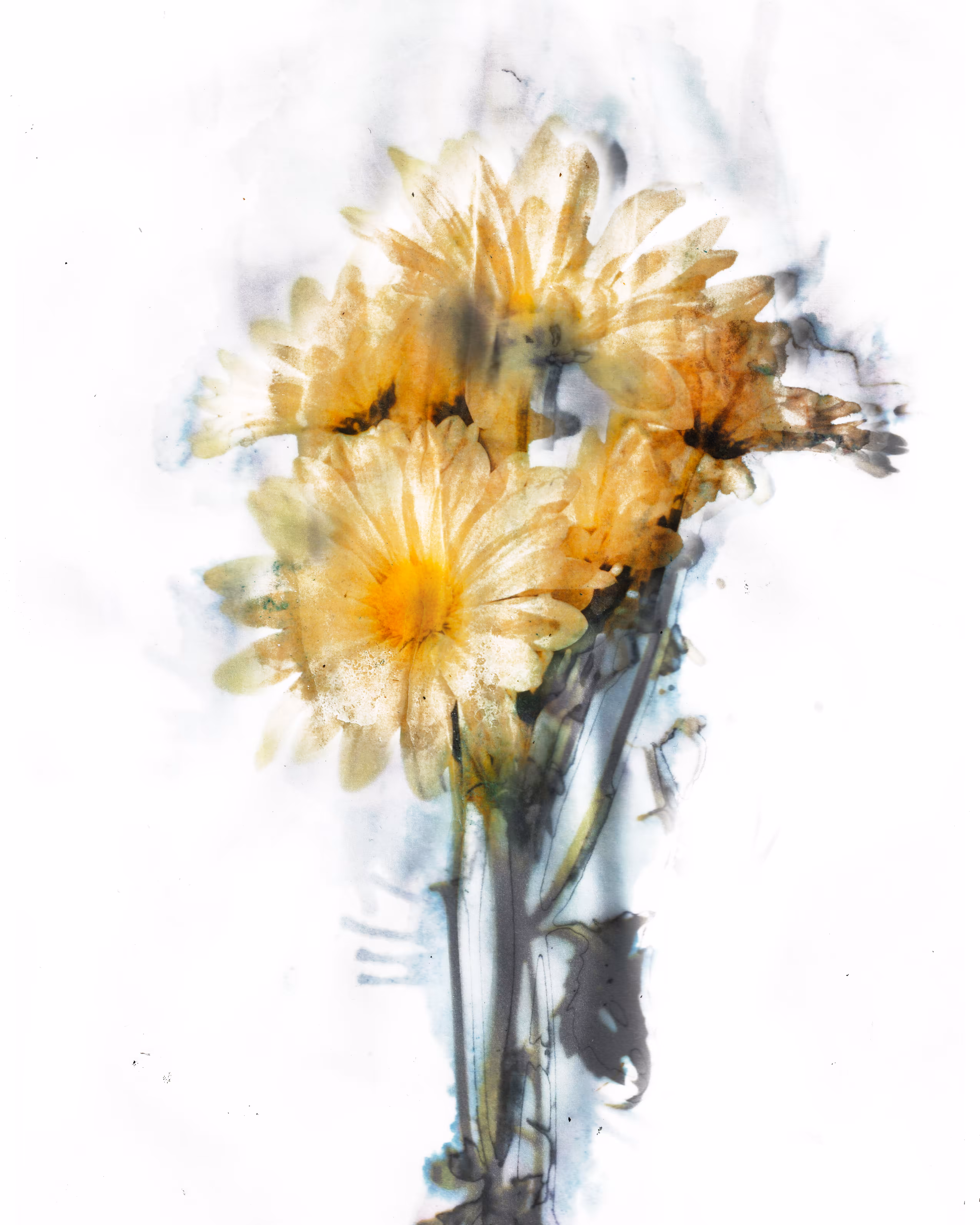 Flower study: chrysanthemums