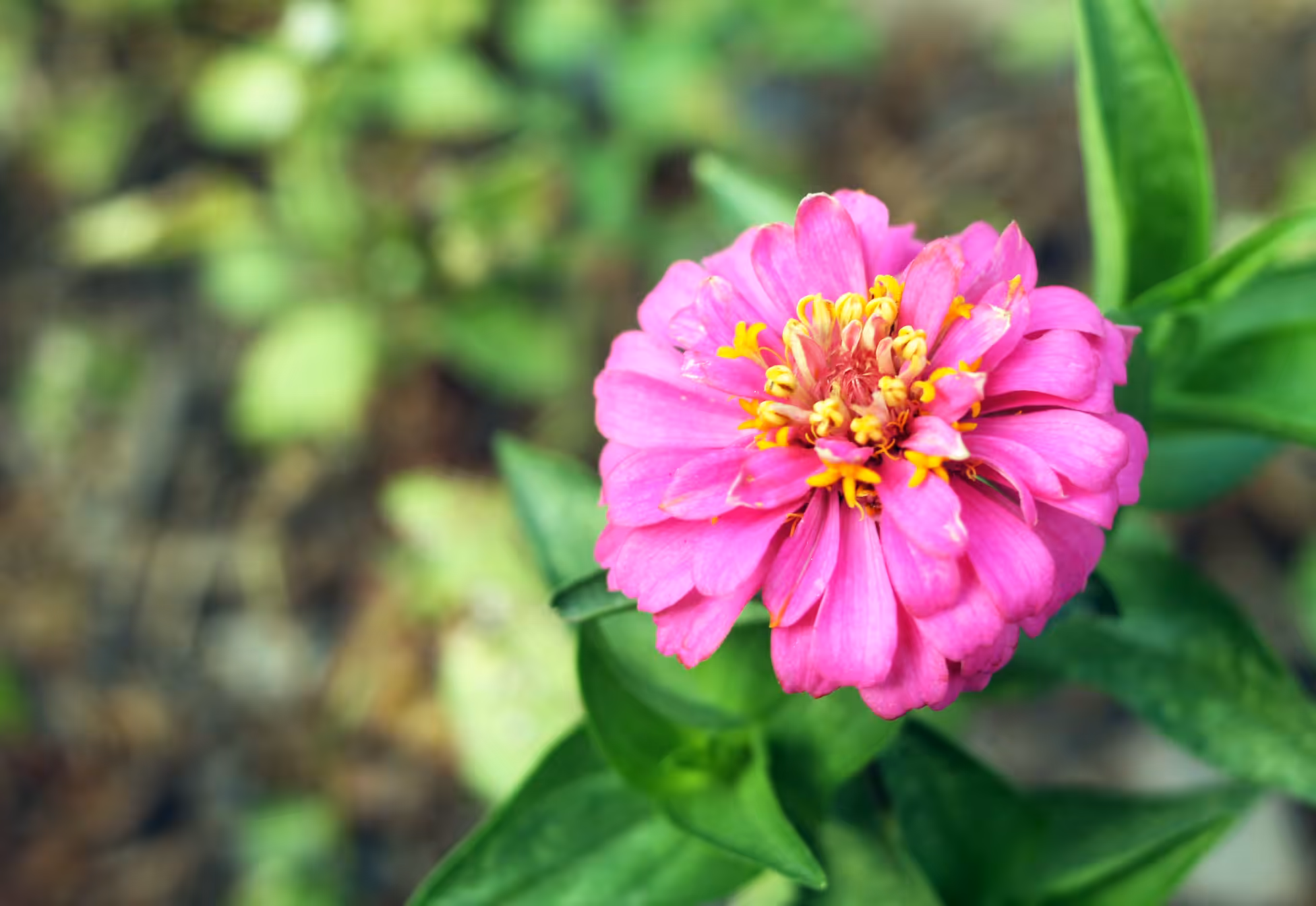 Pinky Pink