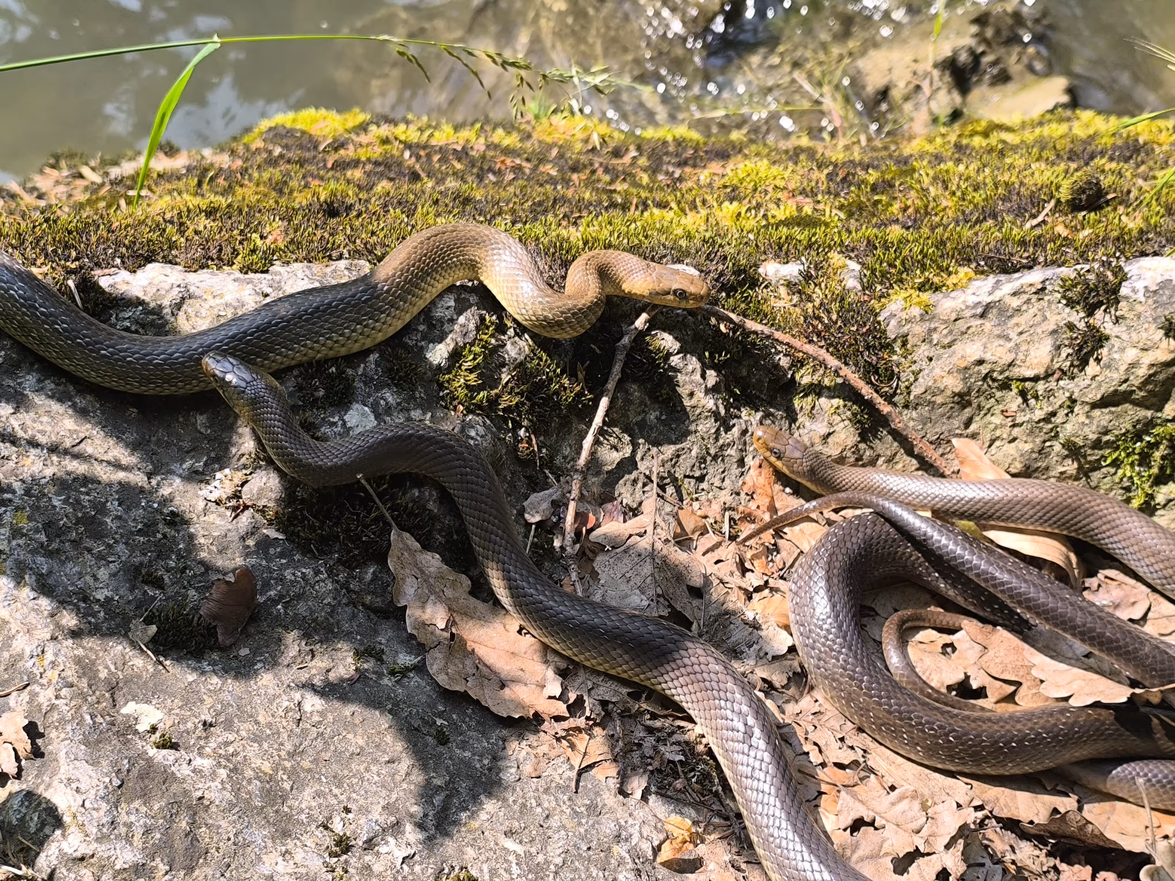 The Grace and Beauty of Serpents